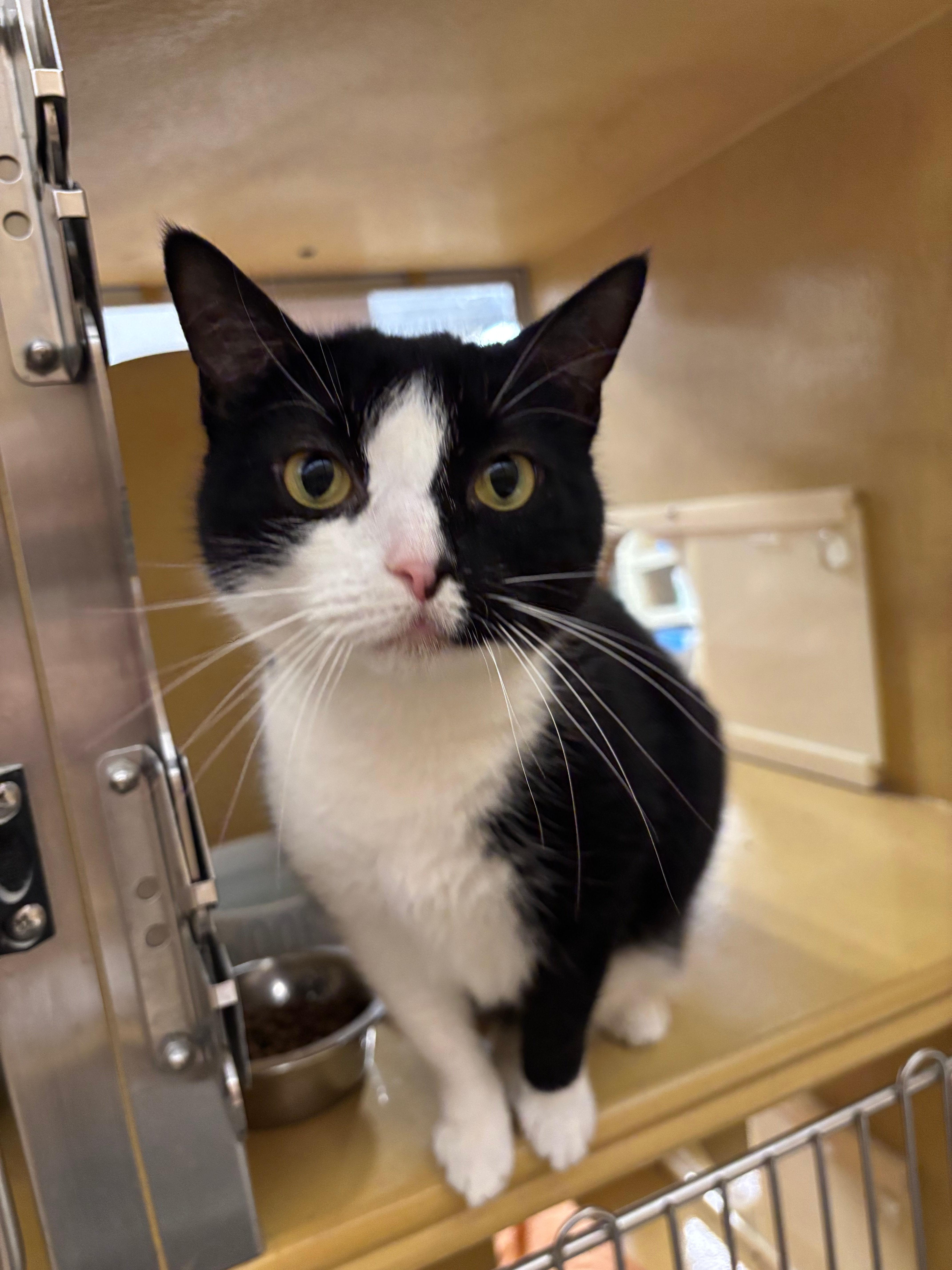 Ariel, a ADOPTABLE Domestic Short Hair in Melrose, MA image 1/5