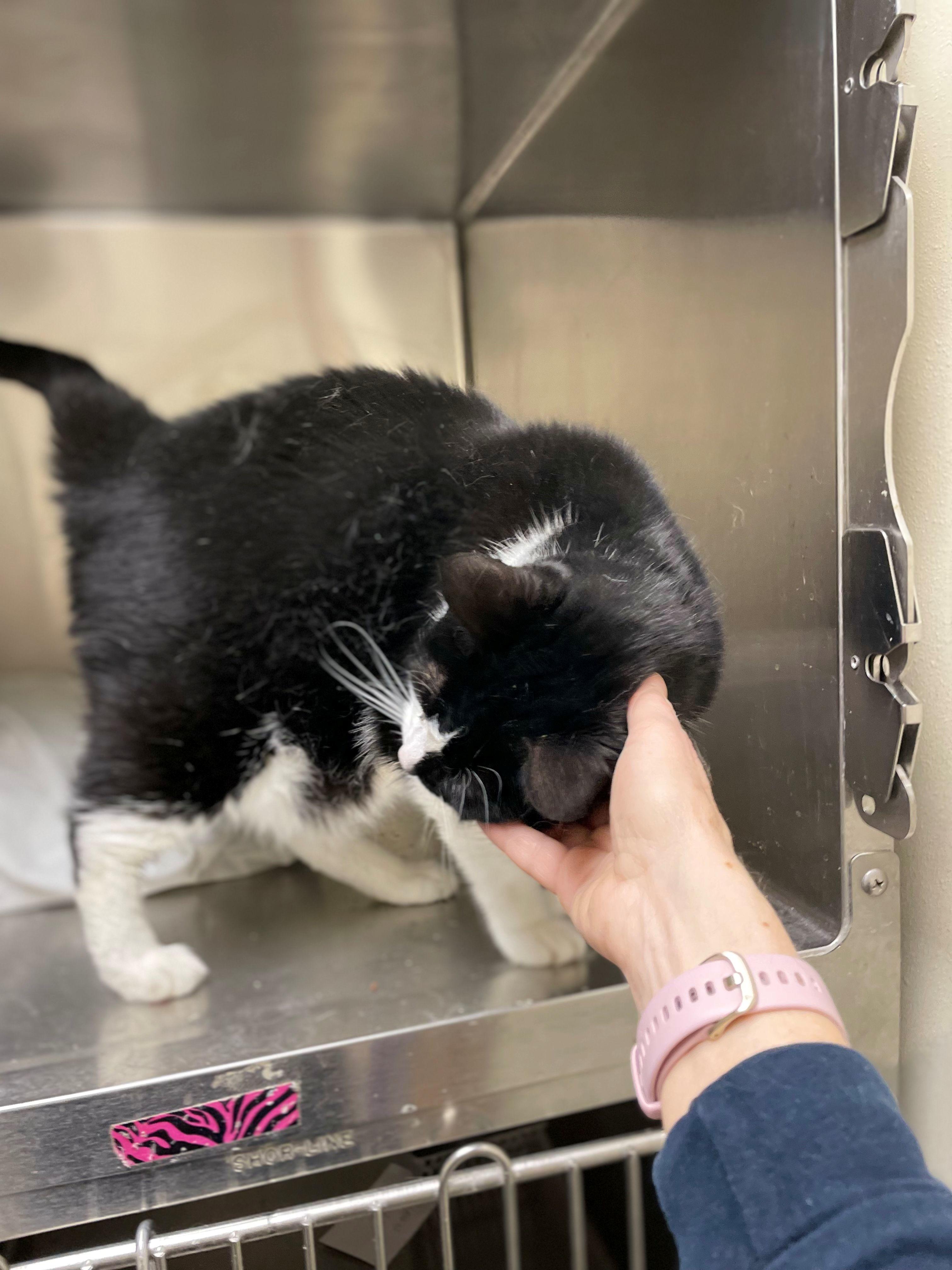 Ariel, a ADOPTABLE Domestic Short Hair in Melrose, MA image 2/5