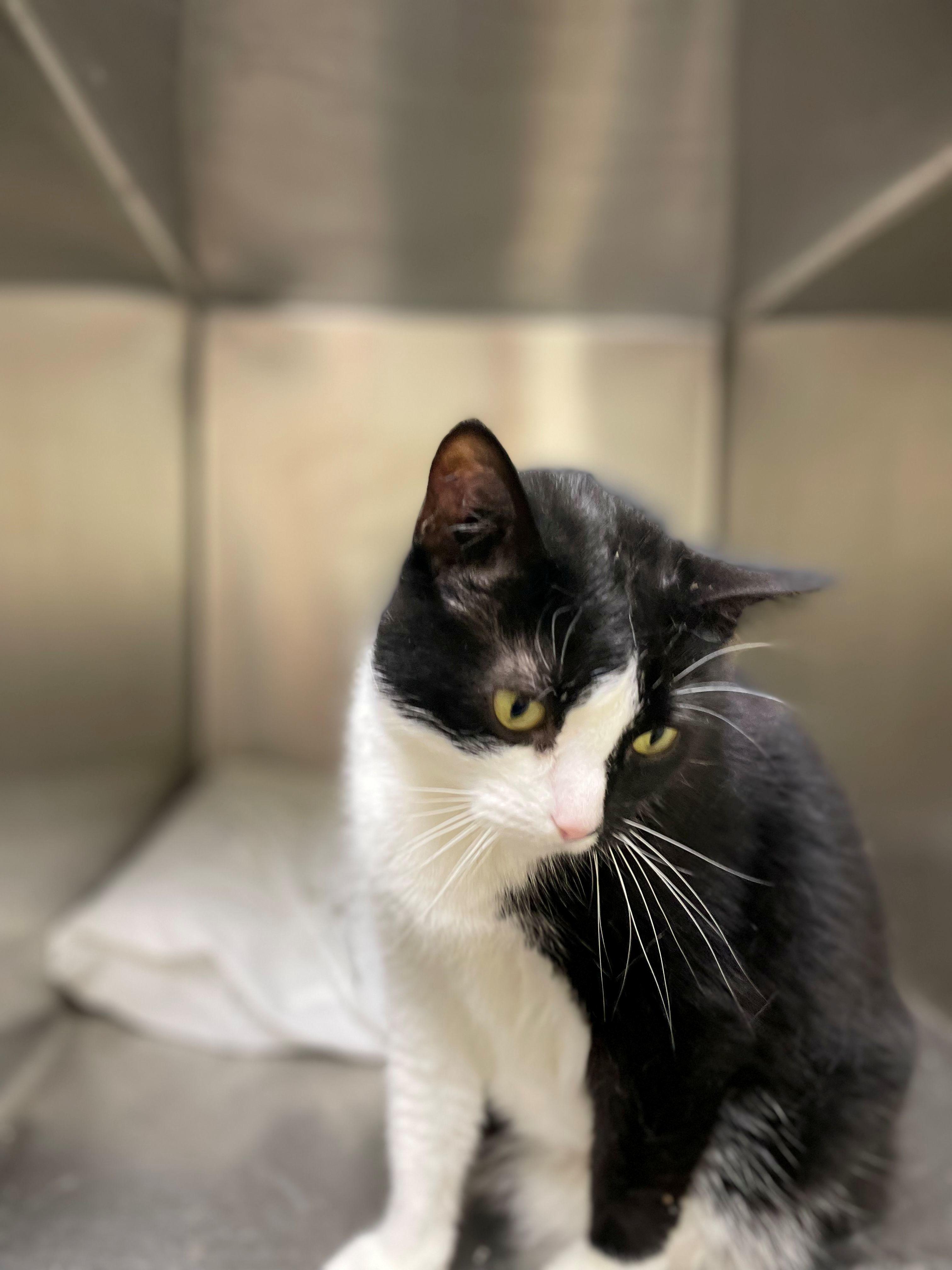 Ariel, a ADOPTABLE Domestic Short Hair in Melrose, MA image 3/5
