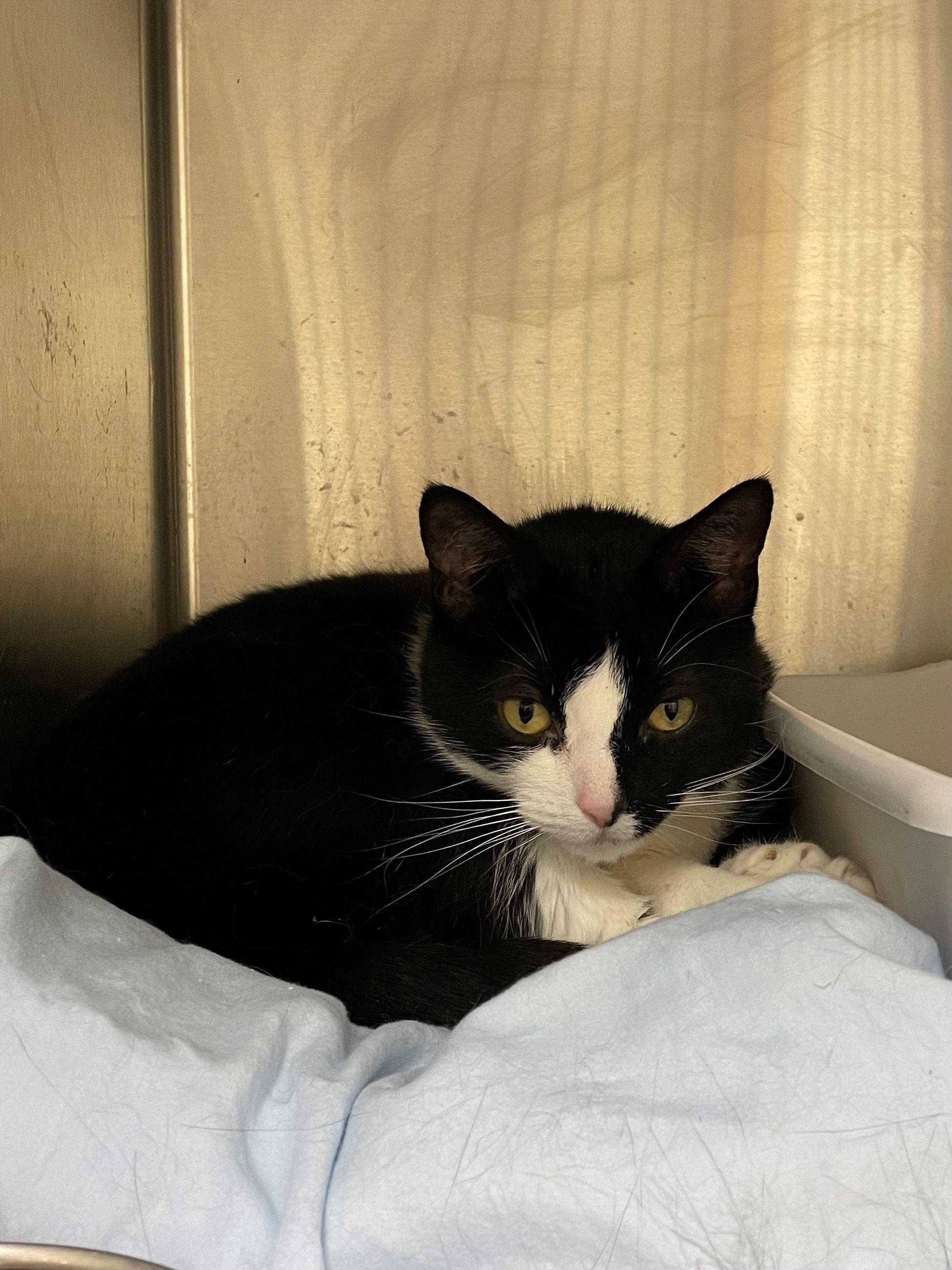 Ariel, a ADOPTABLE Domestic Short Hair in Melrose, MA image 4/5