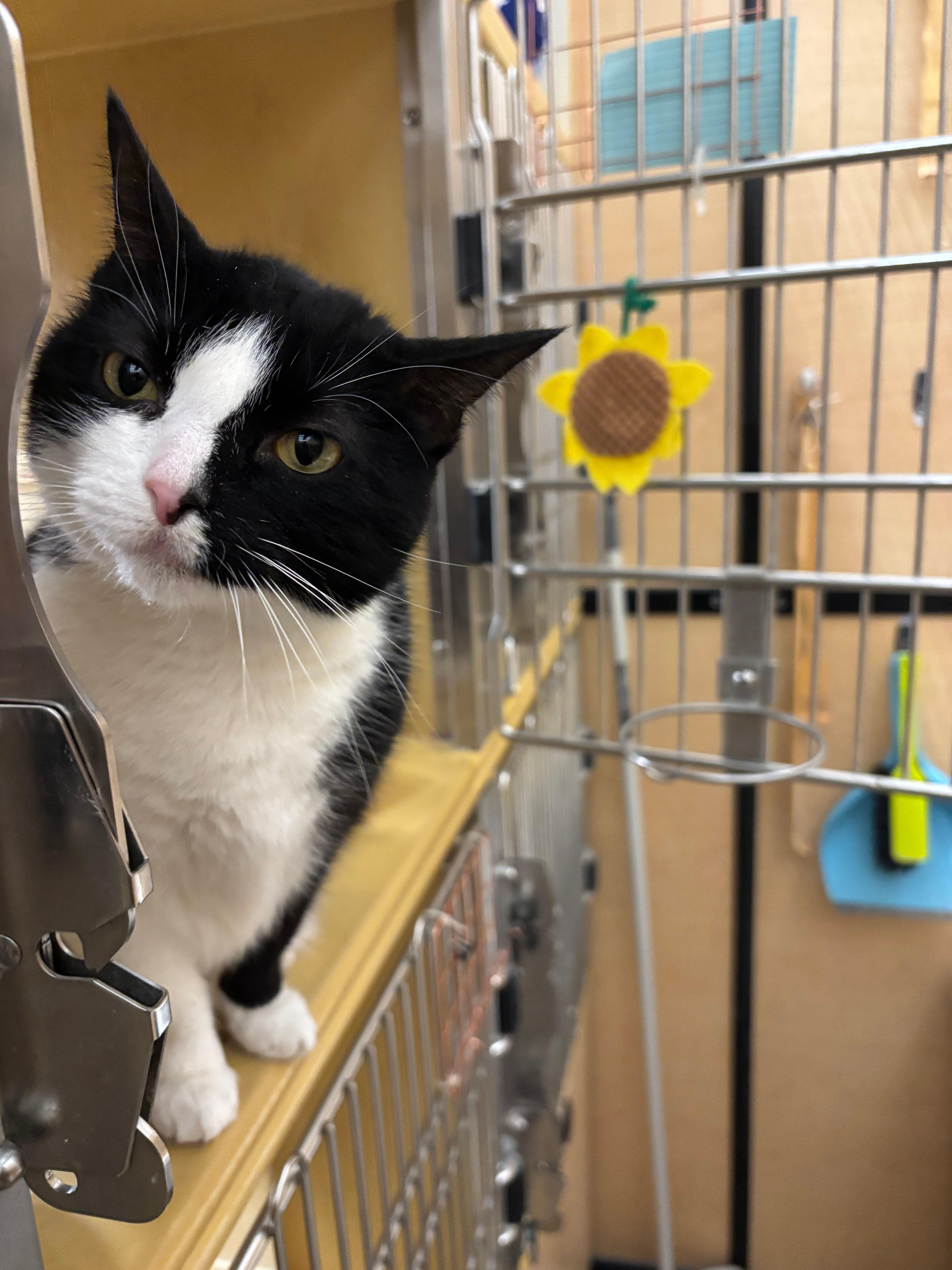 Ariel, a ADOPTABLE Domestic Short Hair in Melrose, MA image 5/5