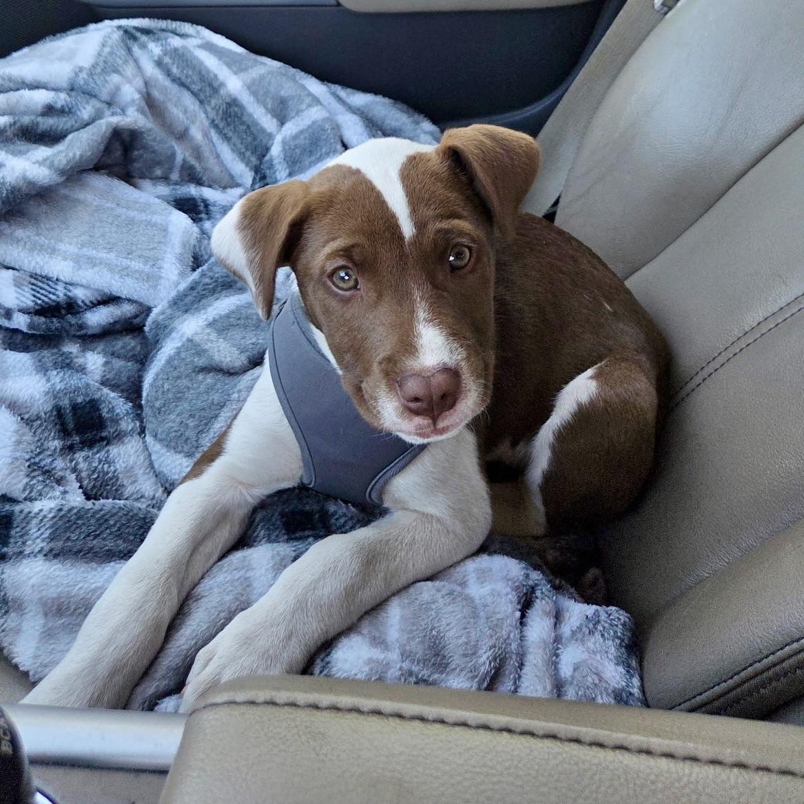 Enlarge Mercury, a ADOPTABLE mixed breed in Prior Lake, MN image 2/5