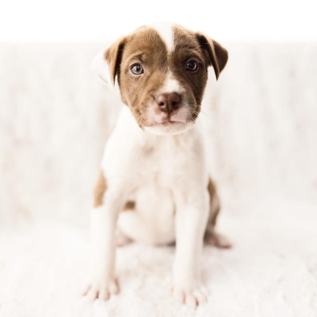 Mercury, ADOPTABLE, Puppy Female Terrier.