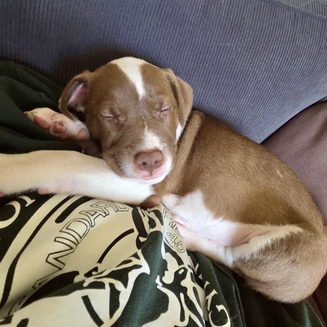 Enlarge Mercury, a ADOPTABLE mixed breed in Prior Lake, MN image 5/5