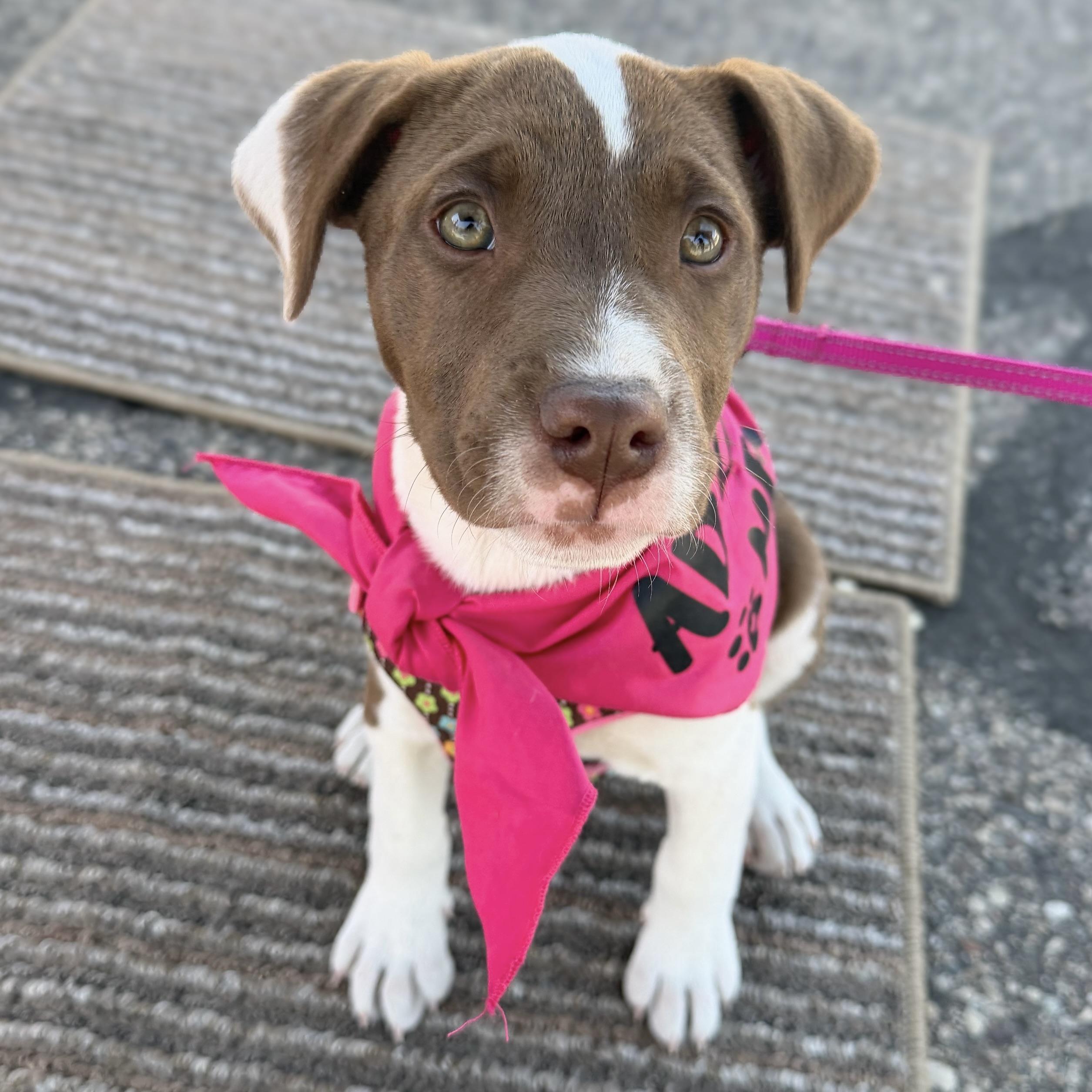 Enlarge Mercury, a ADOPTABLE mixed breed in Prior Lake, MN image 3/5