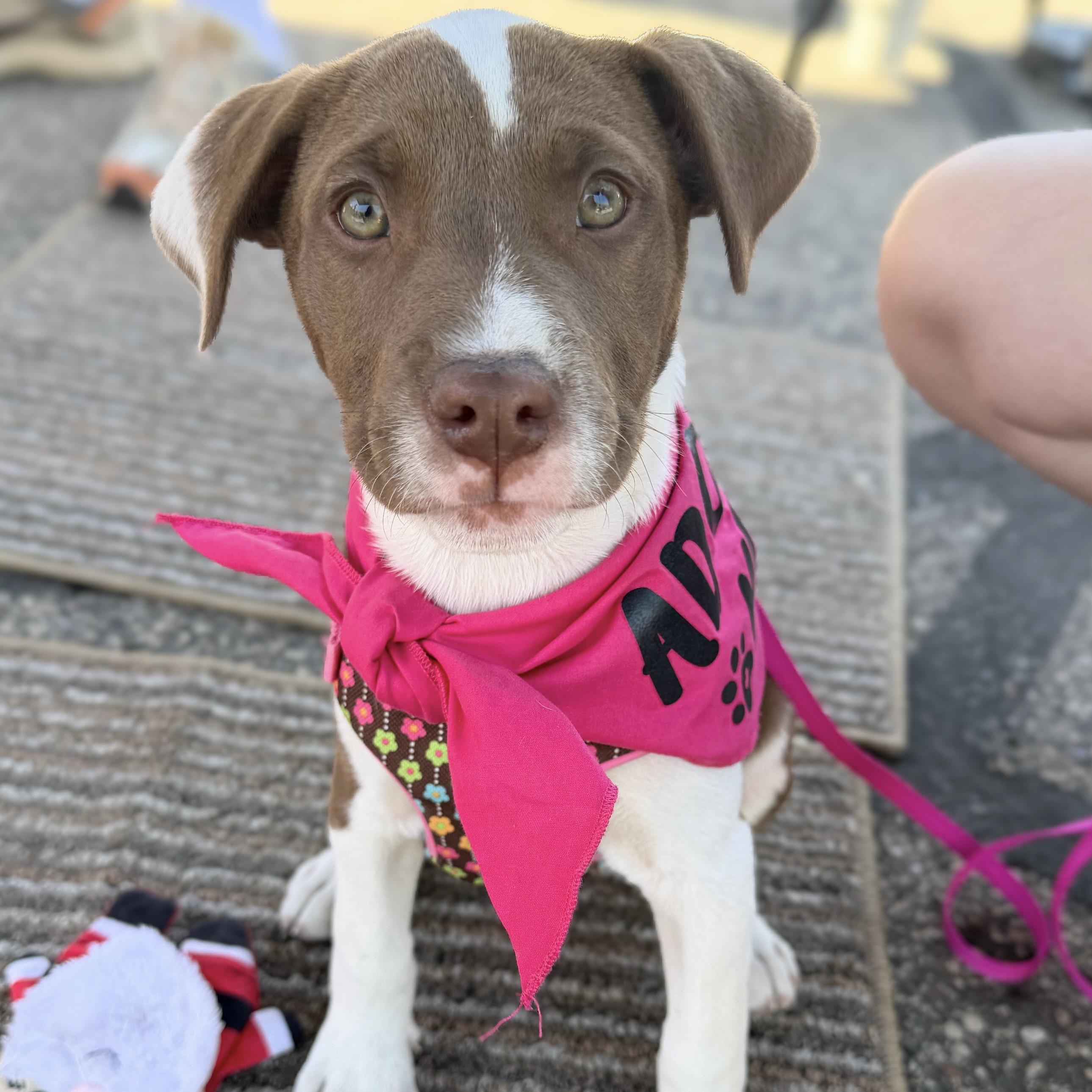Mercury, ADOPTABLE, Puppy Female Terrier.