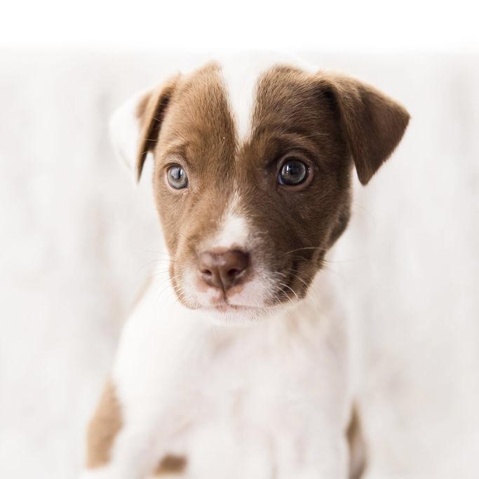 Enlarge Mercury, a ADOPTABLE mixed breed in Prior Lake, MN image 2/4