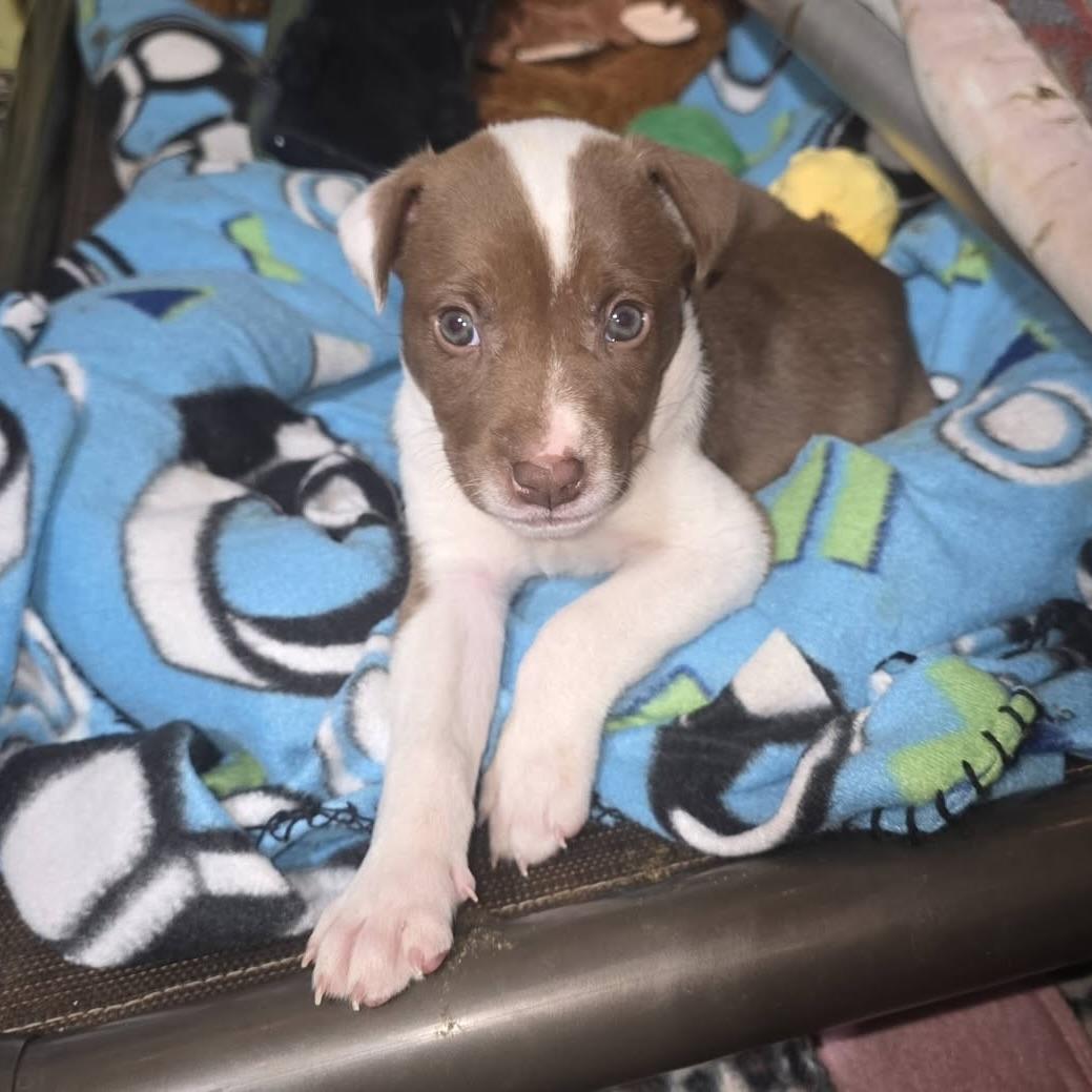 Enlarge Mercury, a ADOPTABLE mixed breed in Prior Lake, MN image 3/4