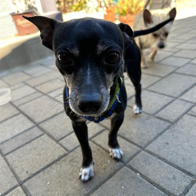 PUP DIOOGHEE, Adoptable, Adult Male Chihuahua & Mixed Breed.