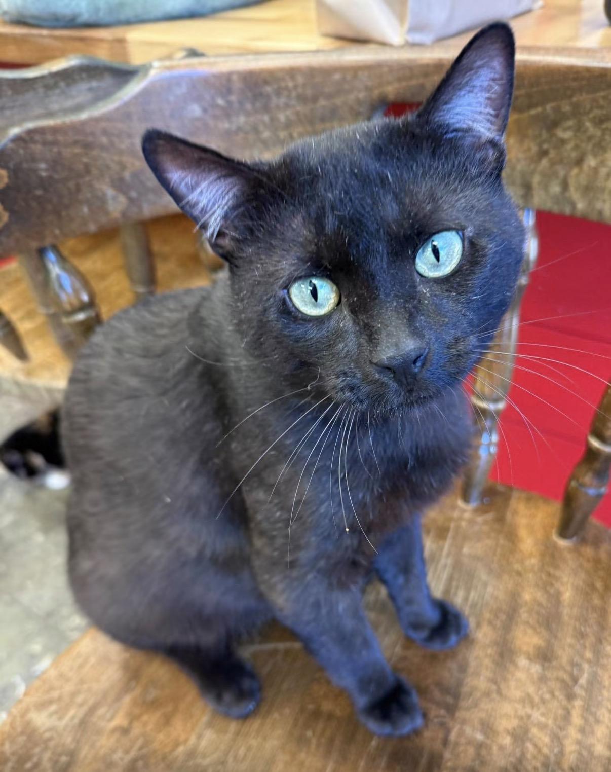 Gunther , ADOPTABLE, Young Male Domestic Short Hair.