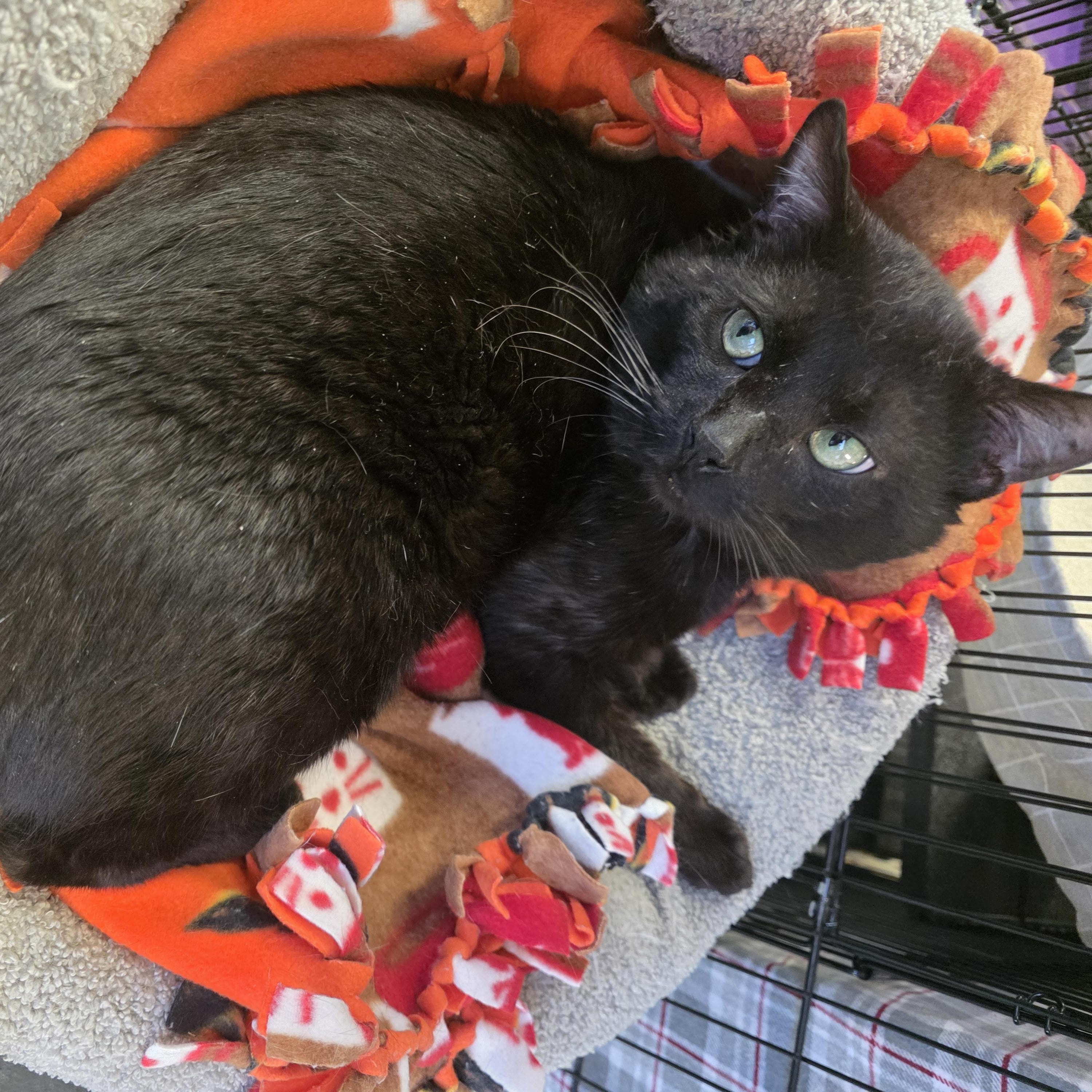 Enlarge Gunther , a ADOPTABLE Domestic Short Hair in Hamburg, NY image 1/1