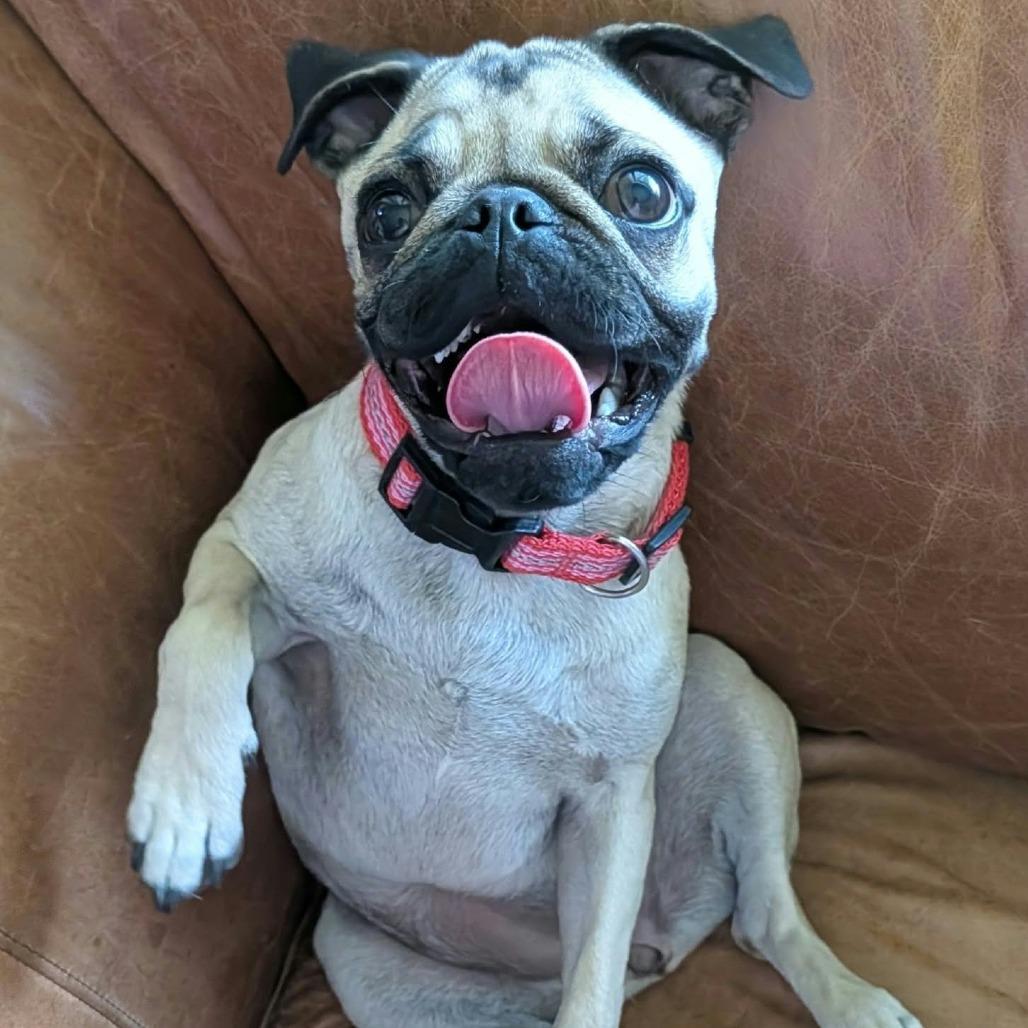 Enlarge Frannie, a Adoptable mixed breed in Las Cruces, NM image 1/5