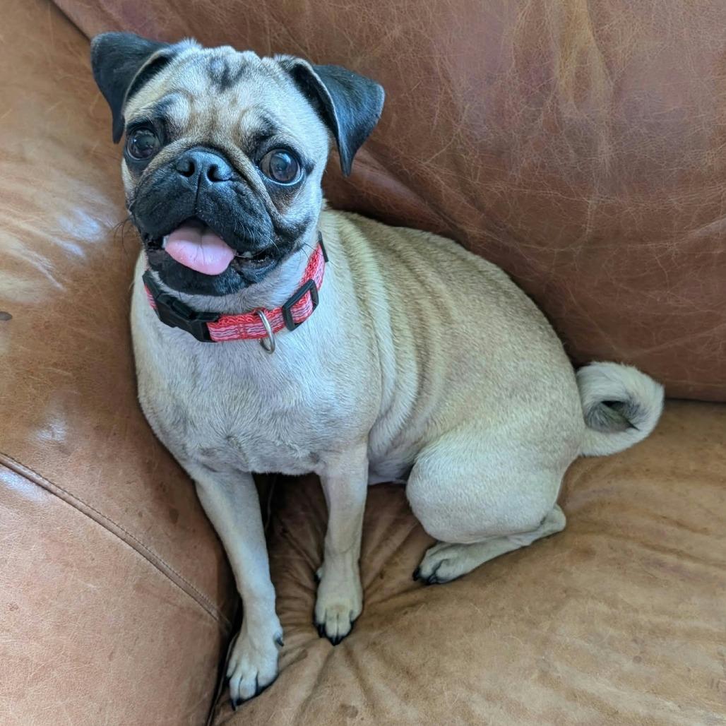 Enlarge Frannie, a Adoptable mixed breed in Las Cruces, NM image 2/5