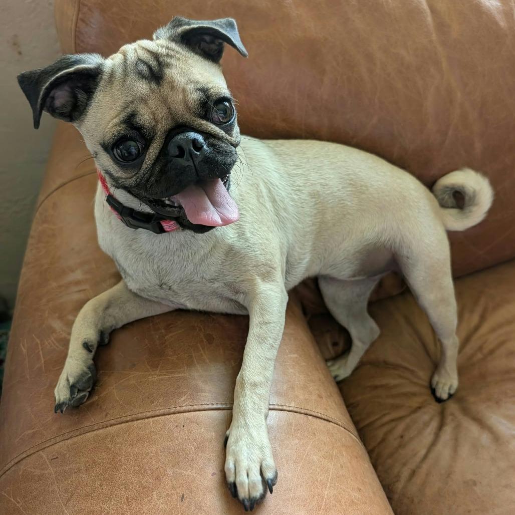 Enlarge Frannie, a Adoptable mixed breed in Las Cruces, NM image 5/5