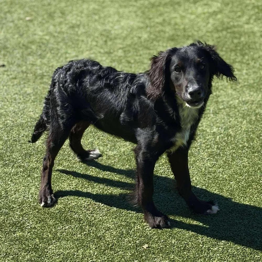 Enlarge Crispin, a Adopted mixed breed in Godfrey, IL image 1/6