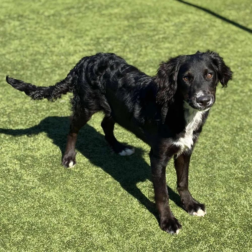 Enlarge Crispin, a Adopted mixed breed in Godfrey, IL image 2/6