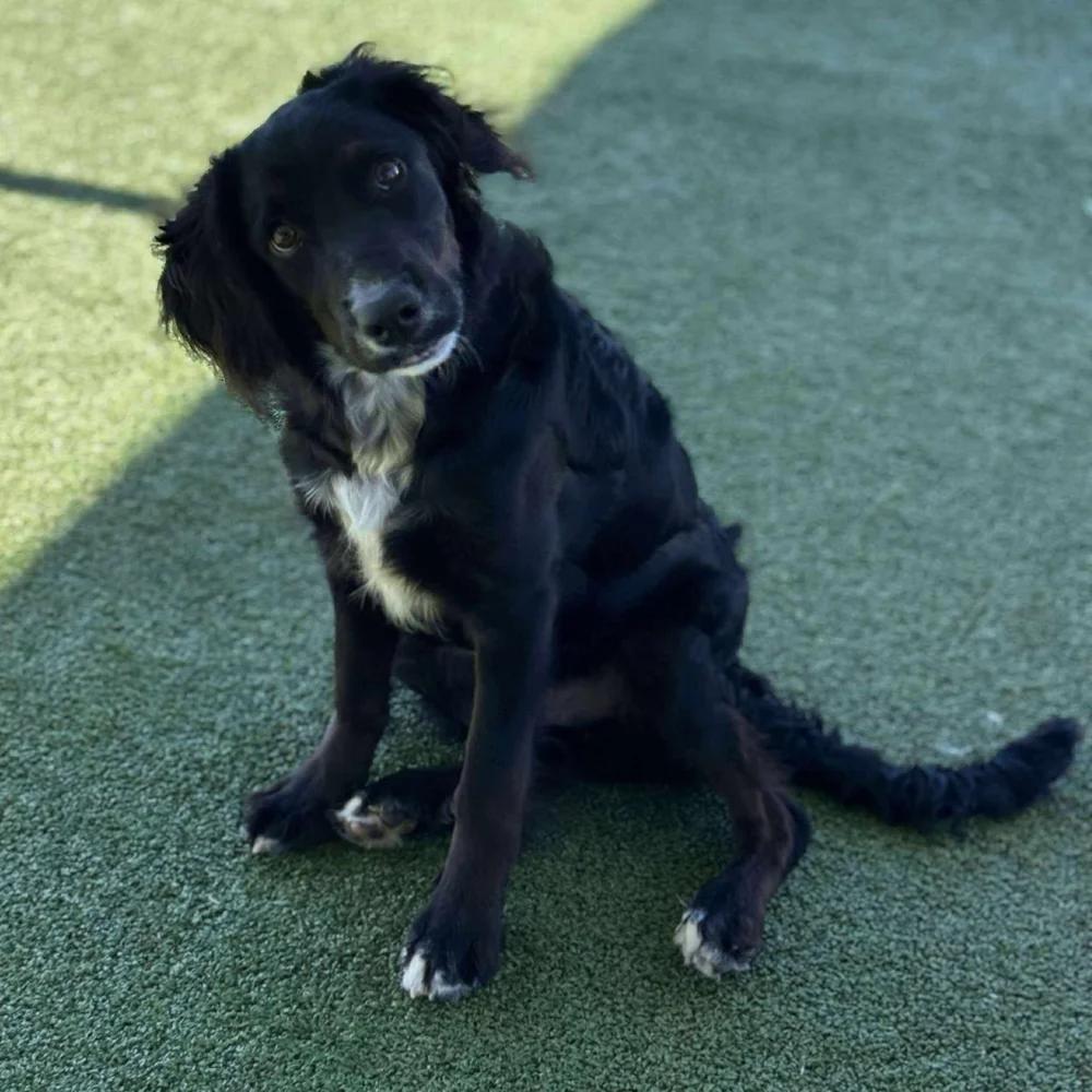 Enlarge Crispin, a Adopted mixed breed in Godfrey, IL image 6/6