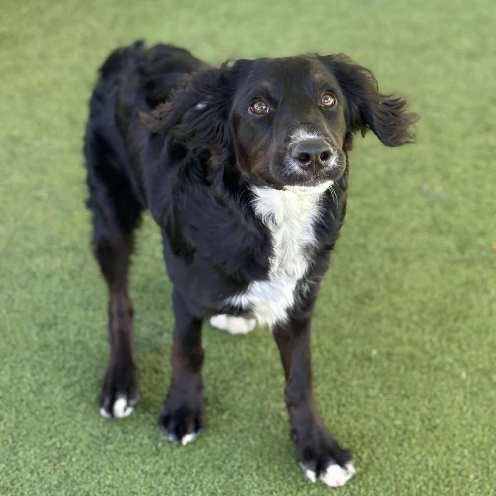 Enlarge Crispin, a Adopted mixed breed in Godfrey, IL image 5/6