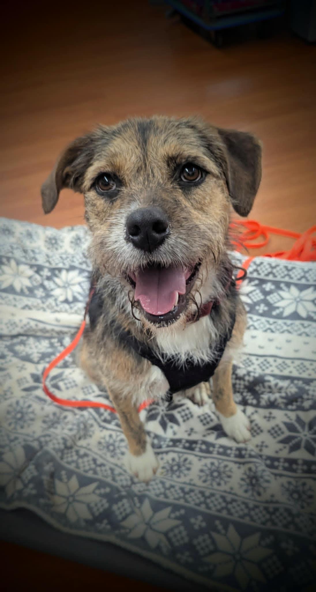 Sophia, Adoptable, Young Female Wirehaired Terrier.