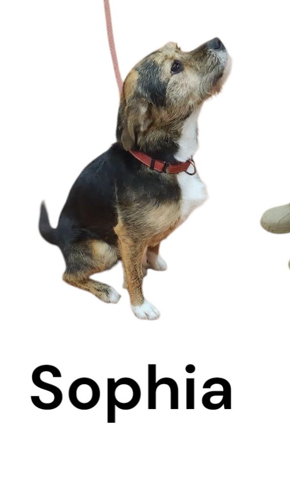 Sophia, an adoptable Wirehaired Terrier in Mauston, WI, 53948 | Photo Image 3