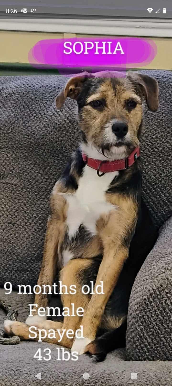 Sophia, a Adoptable mixed breed in Mauston, WI image 2/3