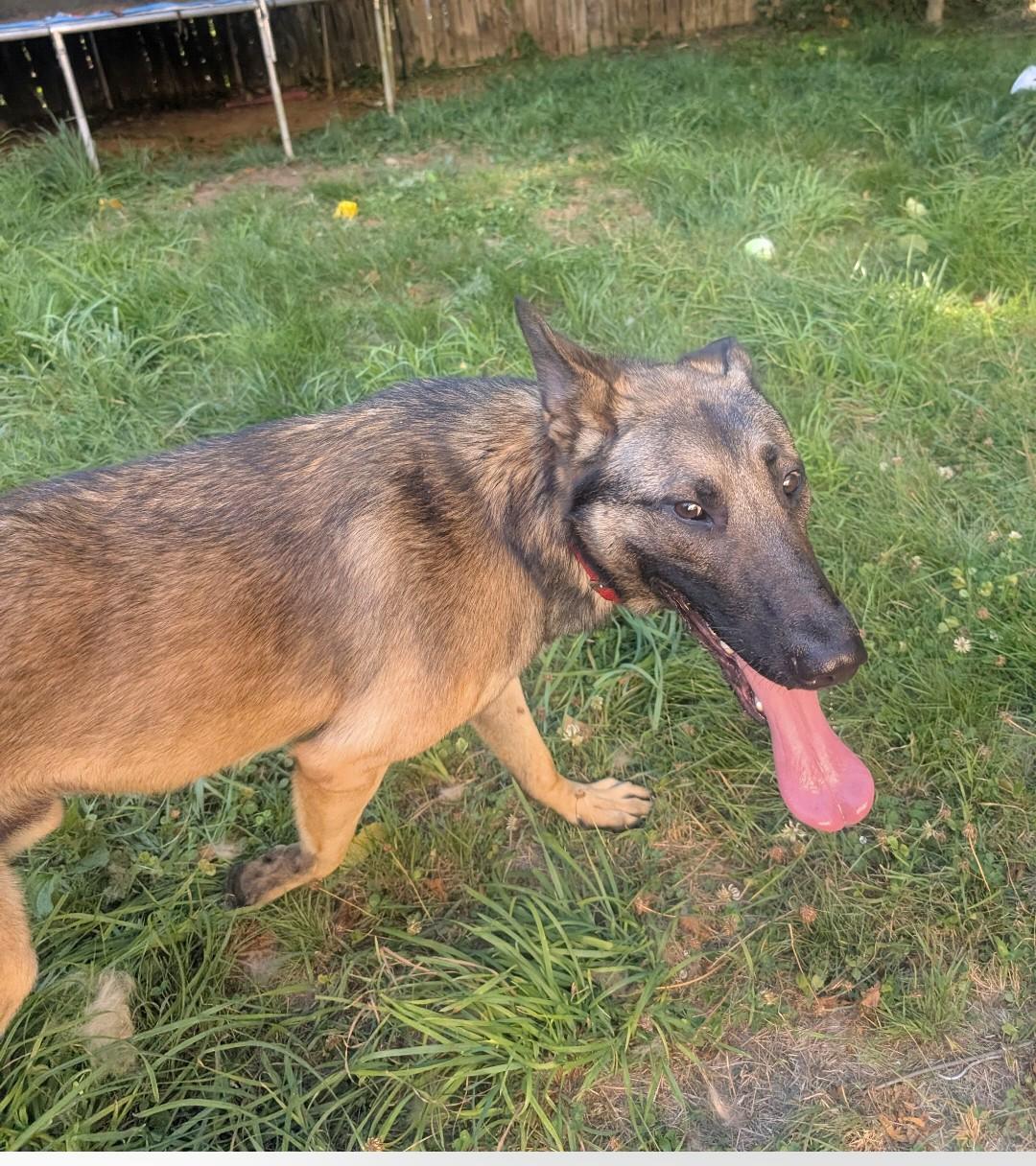 Beast, Adoptable, Young Male German Shepherd Dog & Belgian Shepherd / Malinois.