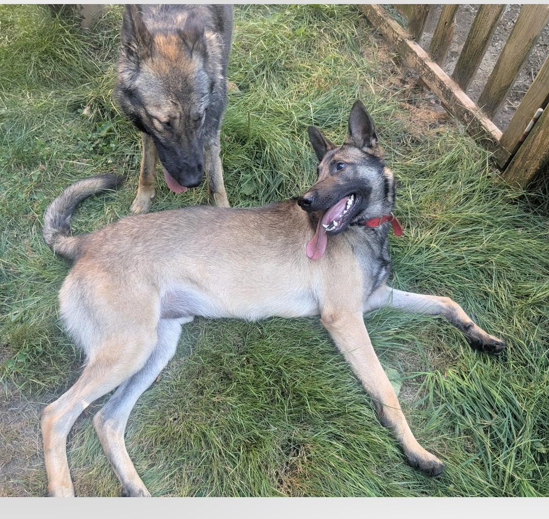 Beast, a Adoptable mixed breed in Sedro Woolley, WA image 2/2