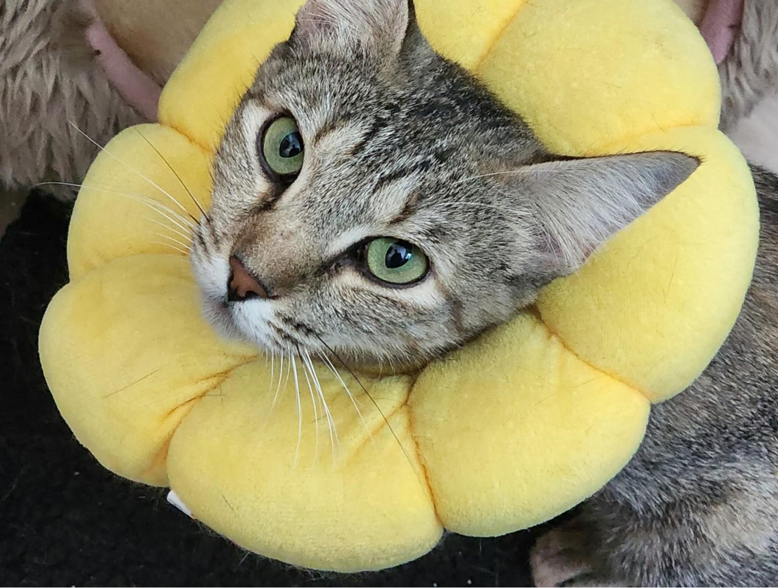 Enlarge Tori, a ADOPTABLE Domestic Short Hair in Corrales, NM image 1/1