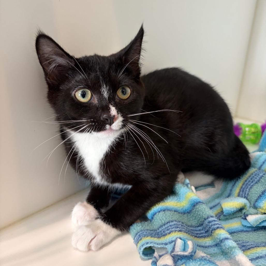 Shock, Adoptable, Kitten Female Domestic Short Hair.