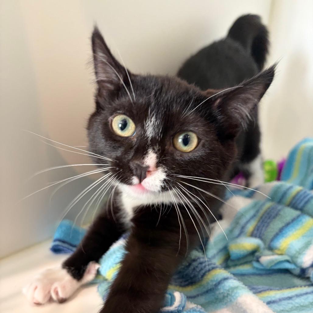 Enlarge Shock, a Adoptable Domestic Short Hair in Port Angeles, WA image 3/6
