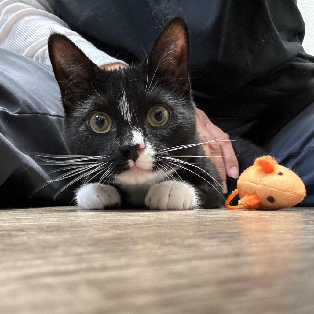 Enlarge Shock, a Adoptable Domestic Short Hair in Port Angeles, WA image 4/6