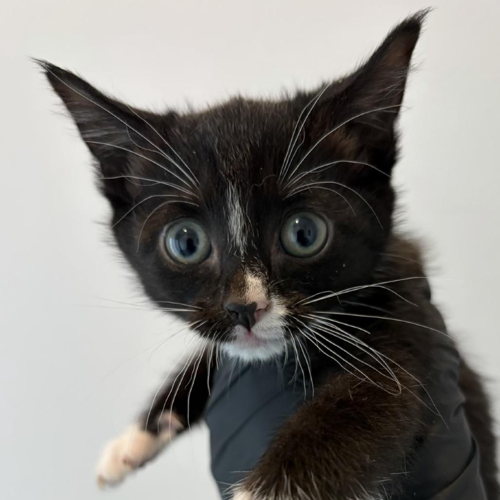 Enlarge Shock, a Adoptable Domestic Short Hair in Port Angeles, WA image 5/6