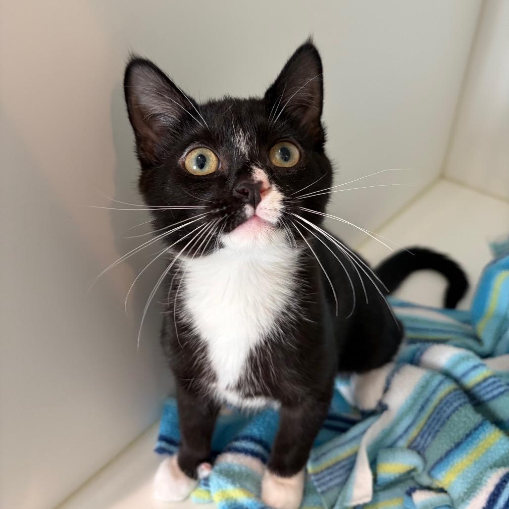 Enlarge Shock, a Adoptable Domestic Short Hair in Port Angeles, WA image 6/6