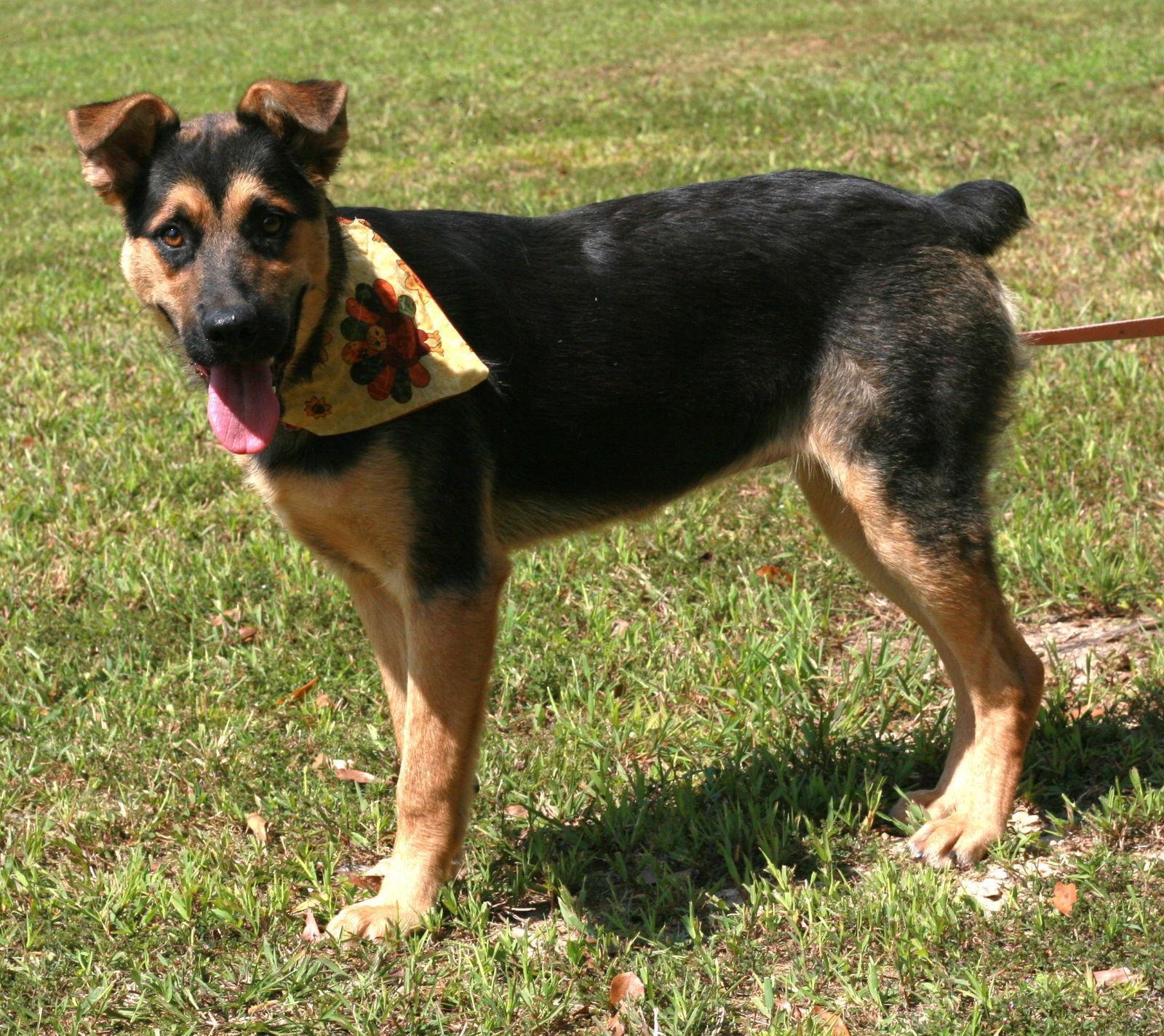Verity, a Adoptable mixed breed in Attalla, AL image 3/3