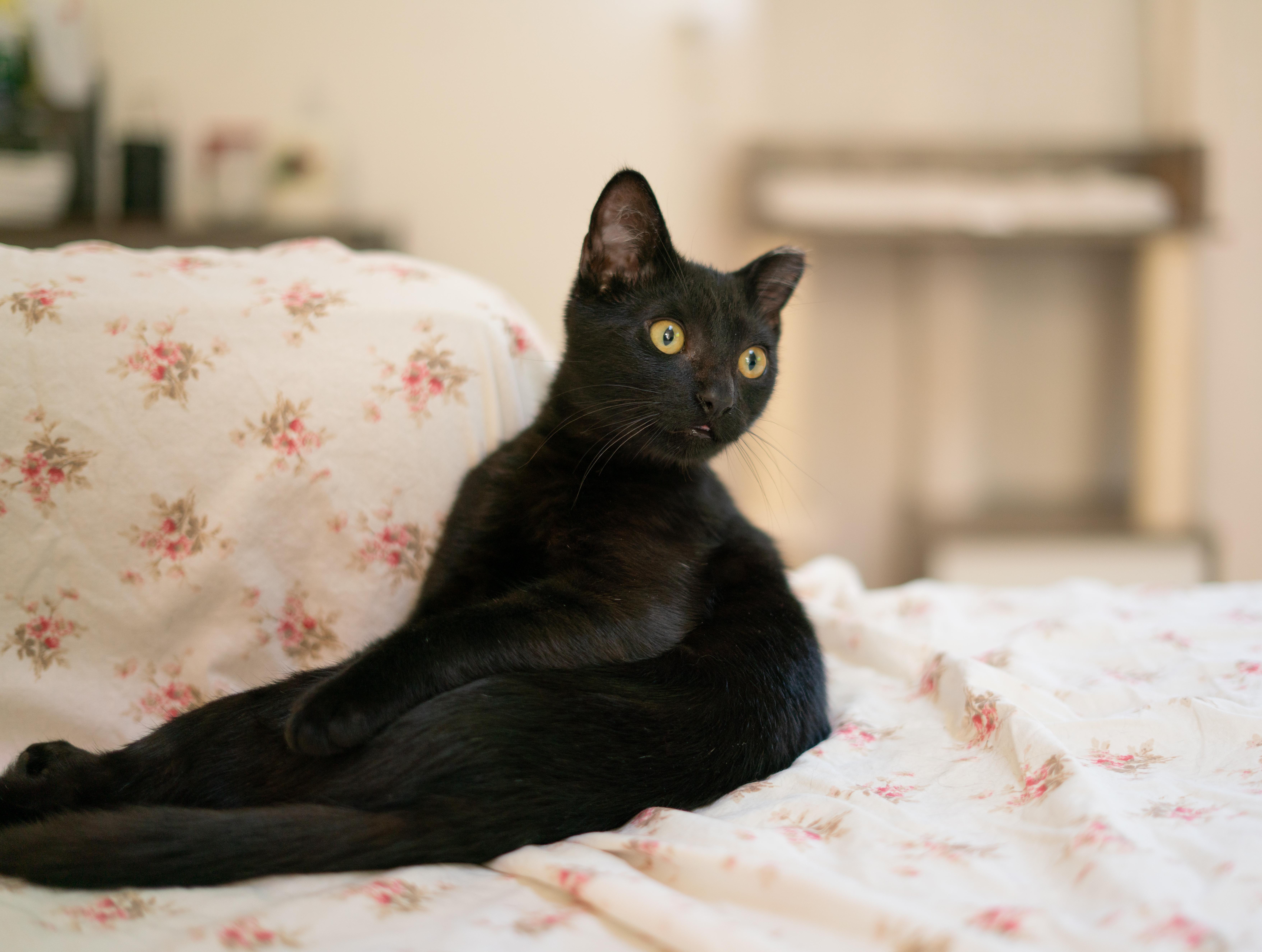 Stormy, ADOPTABLE, Kitten Male Domestic Short Hair.