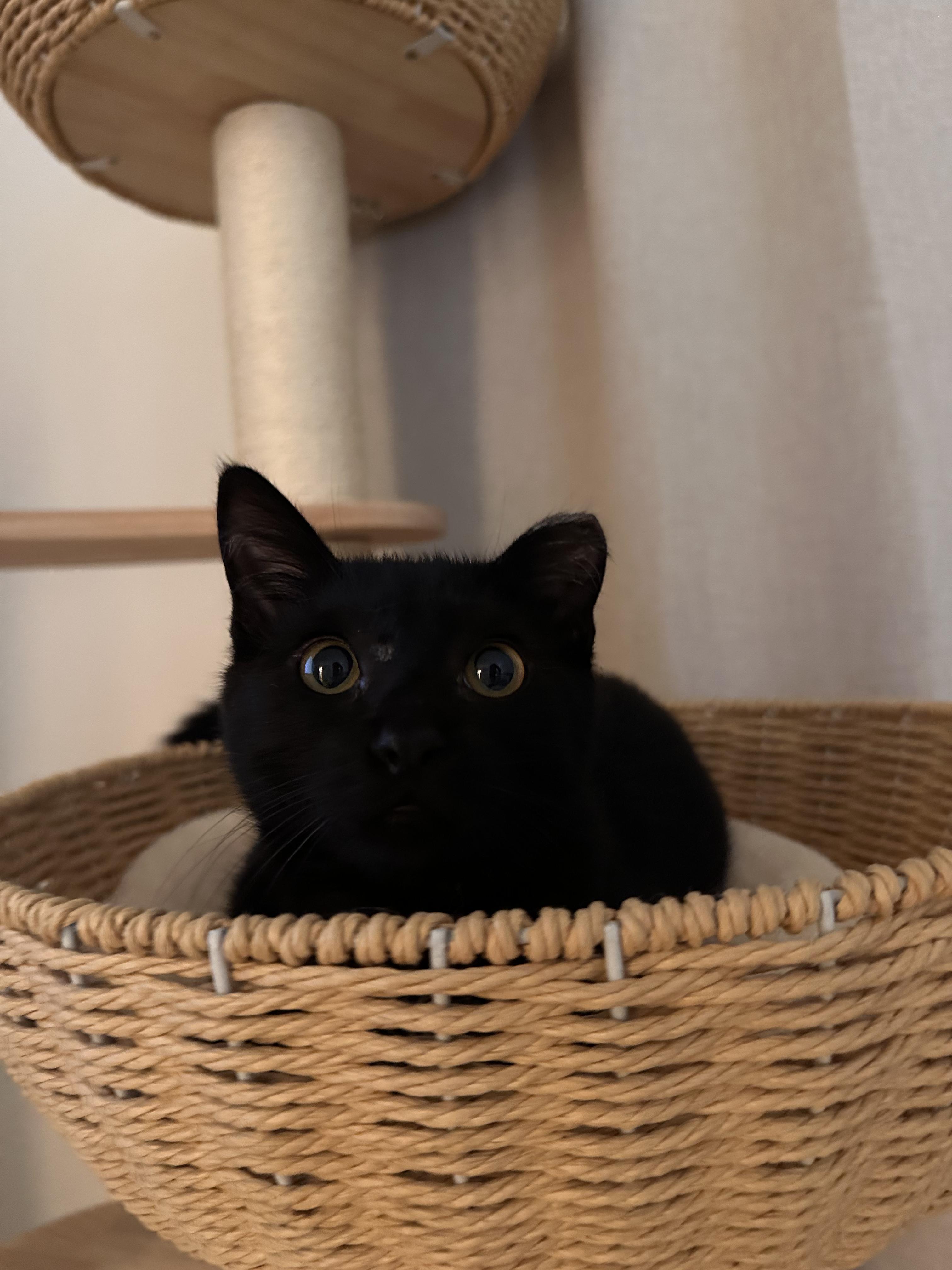 Enlarge Stormy, a ADOPTABLE Domestic Short Hair in San Jose, CA image 2/5