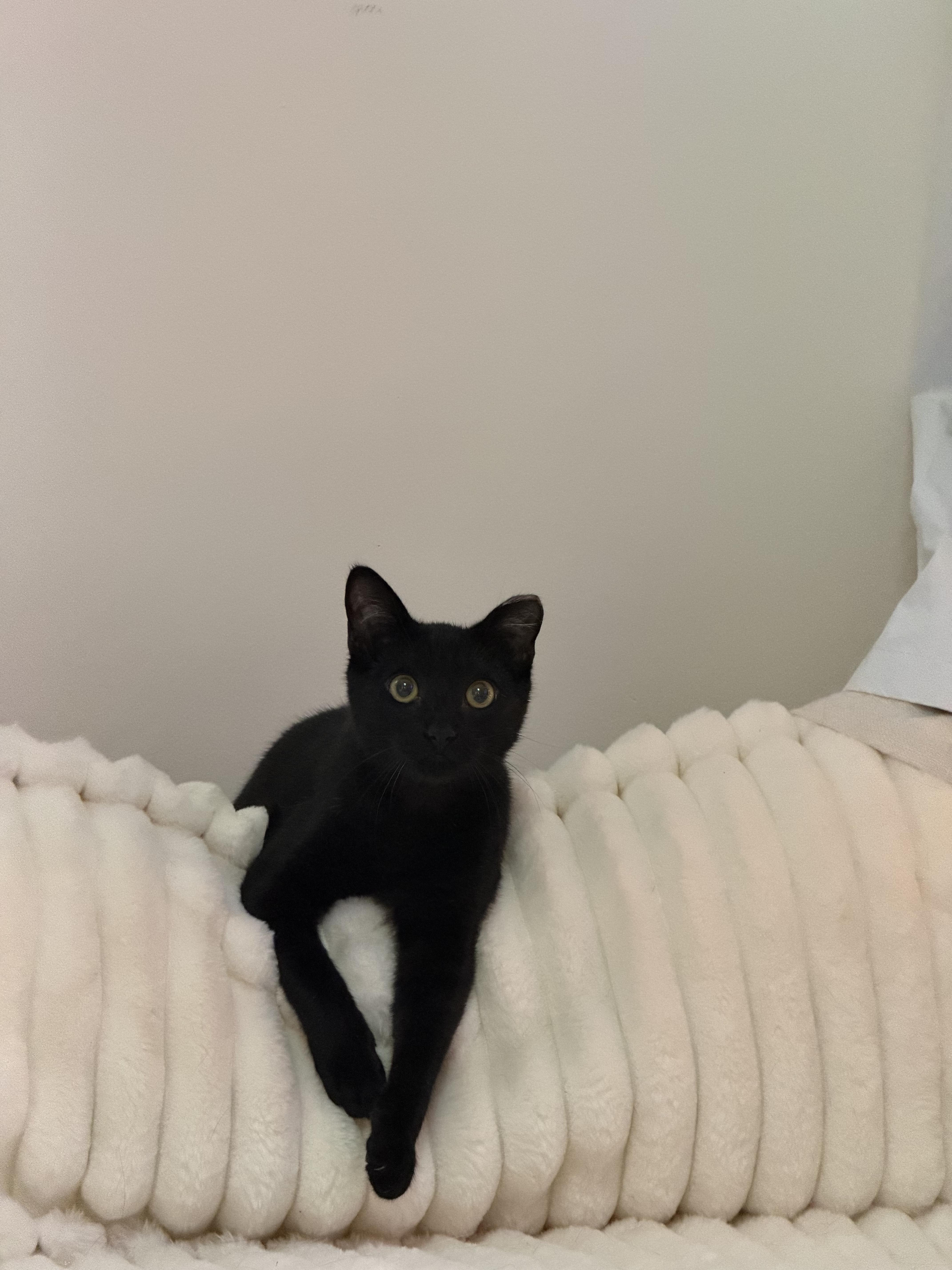 Stormy, a ADOPTABLE Domestic Short Hair in San Jose, CA image 3/6