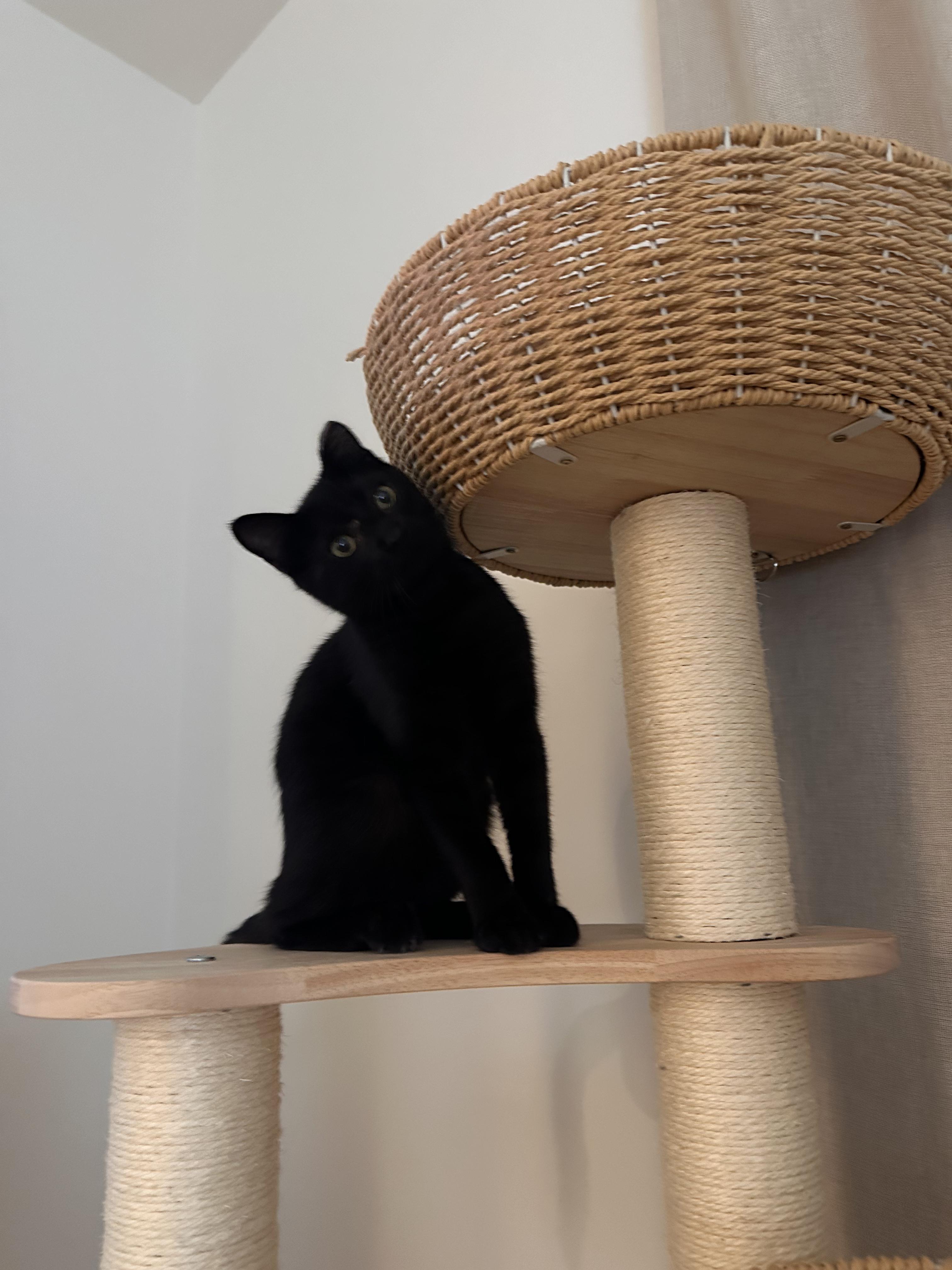 Enlarge Stormy, a ADOPTABLE Domestic Short Hair in San Jose, CA image 4/5