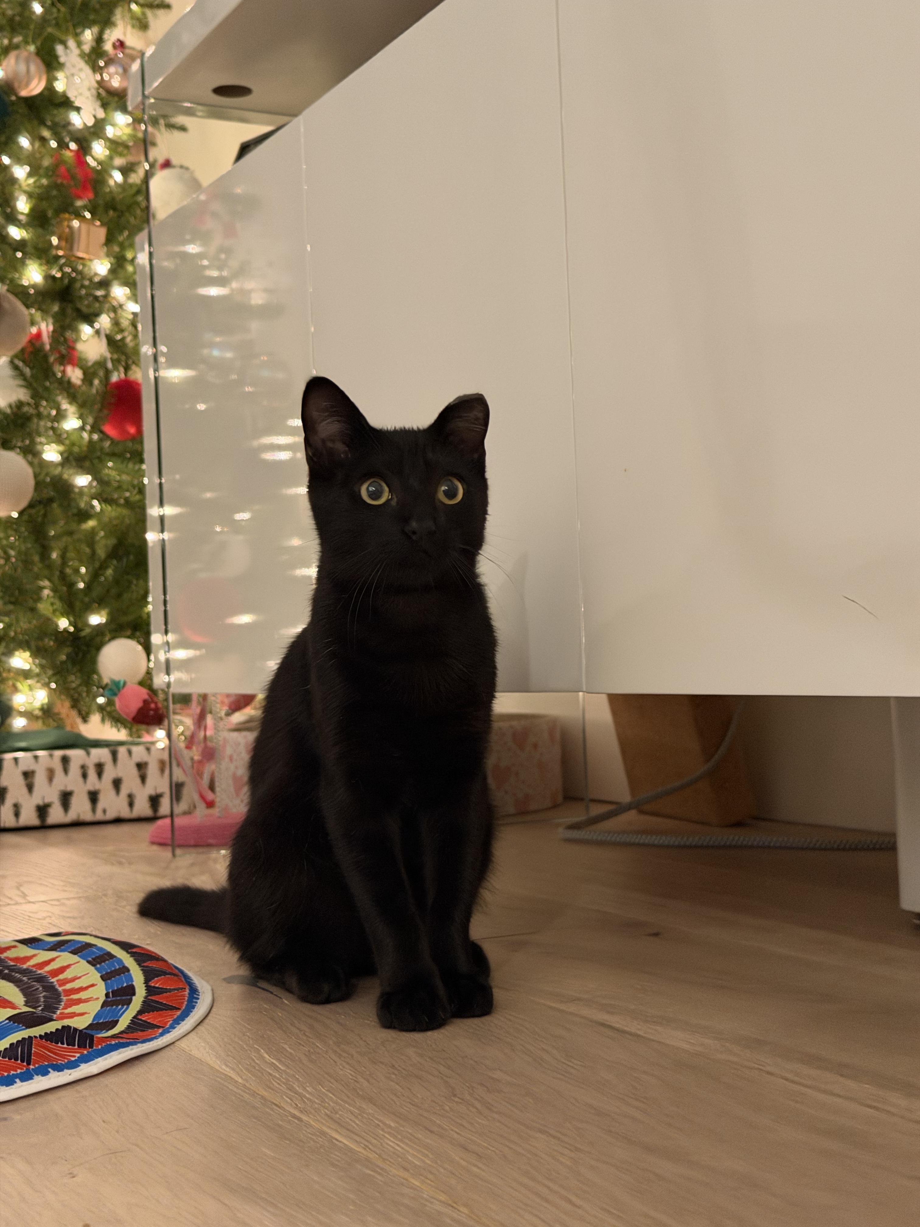 Stormy, a ADOPTABLE Domestic Short Hair in San Jose, CA image 5/6