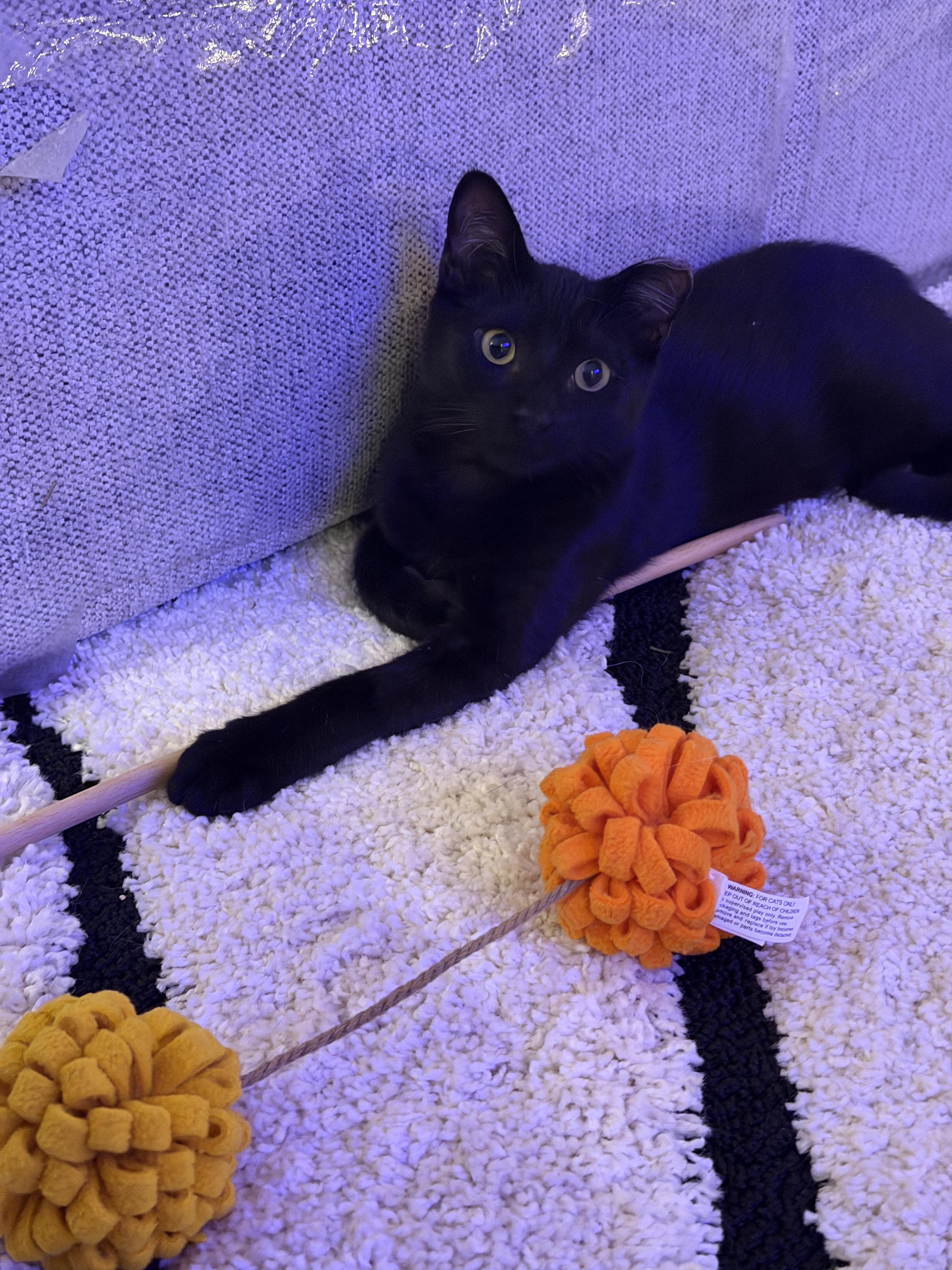 Stormy, a ADOPTABLE Domestic Short Hair in San Jose, CA image 4/6