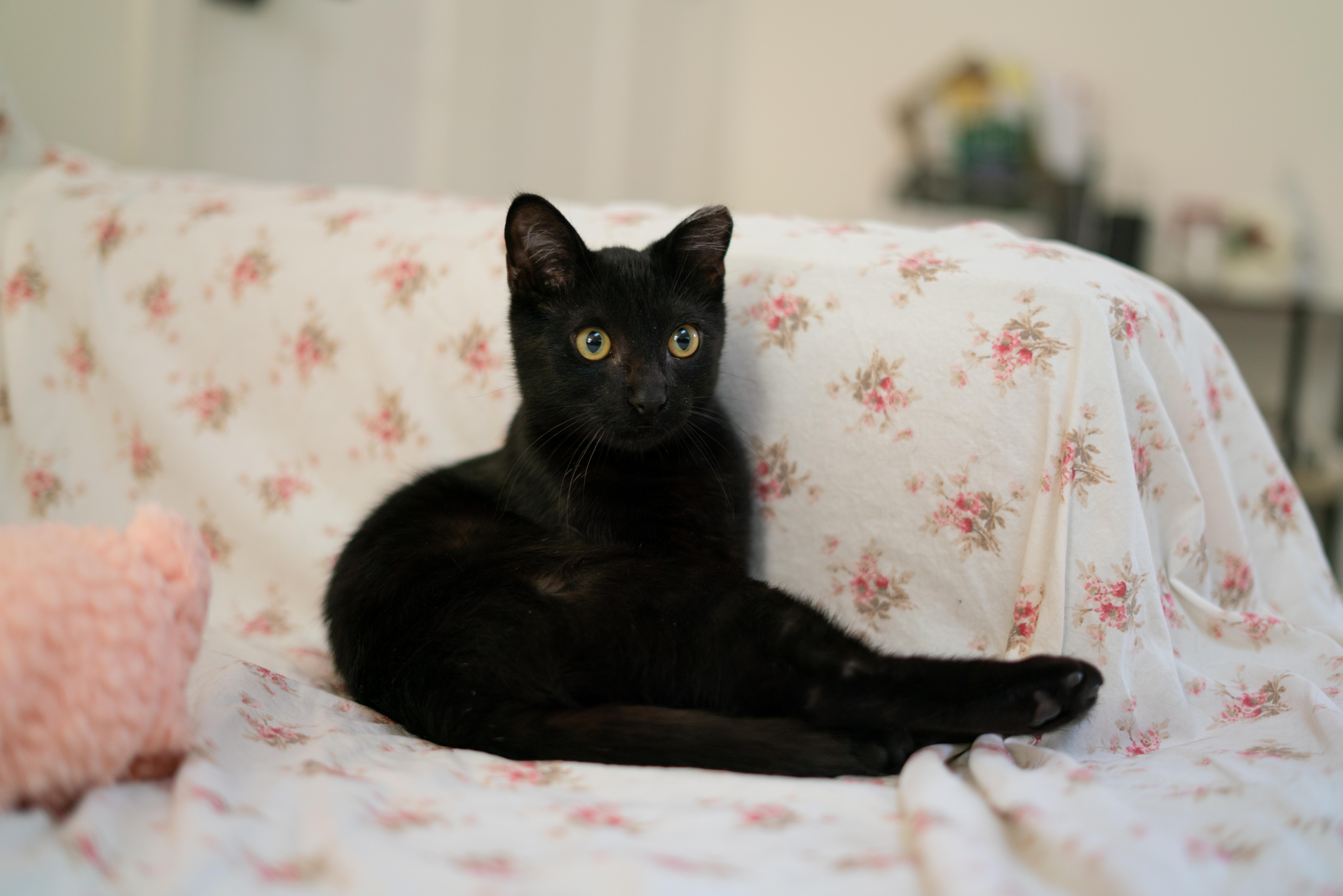 Enlarge Stormy, a ADOPTABLE Domestic Short Hair in San Jose, CA image 5/5