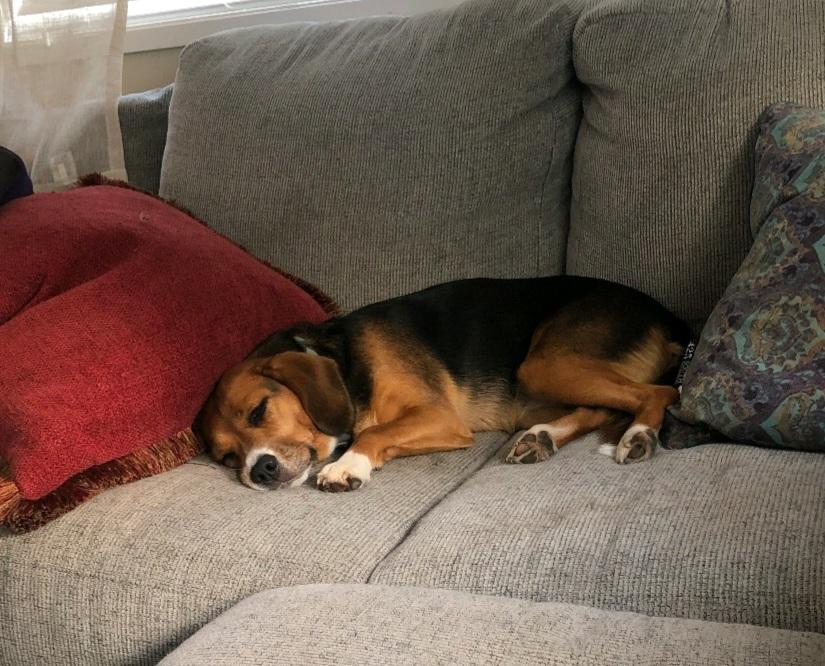 Enlarge Retired Research Beagles (PNW), a Adoptable Beagle in Bothell, WA image 2/2