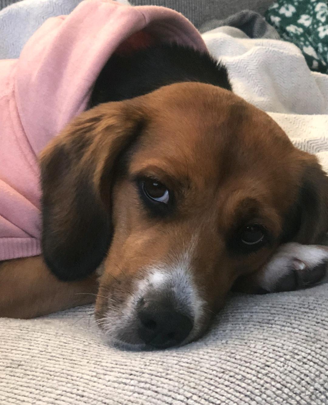Retired Research Beagles, Adoptable, Adult Female Beagle.