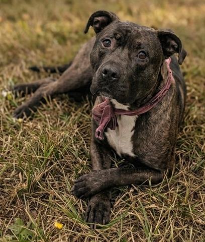 KAREN, Adoptable, Adult Female Pit Bull Terrier.