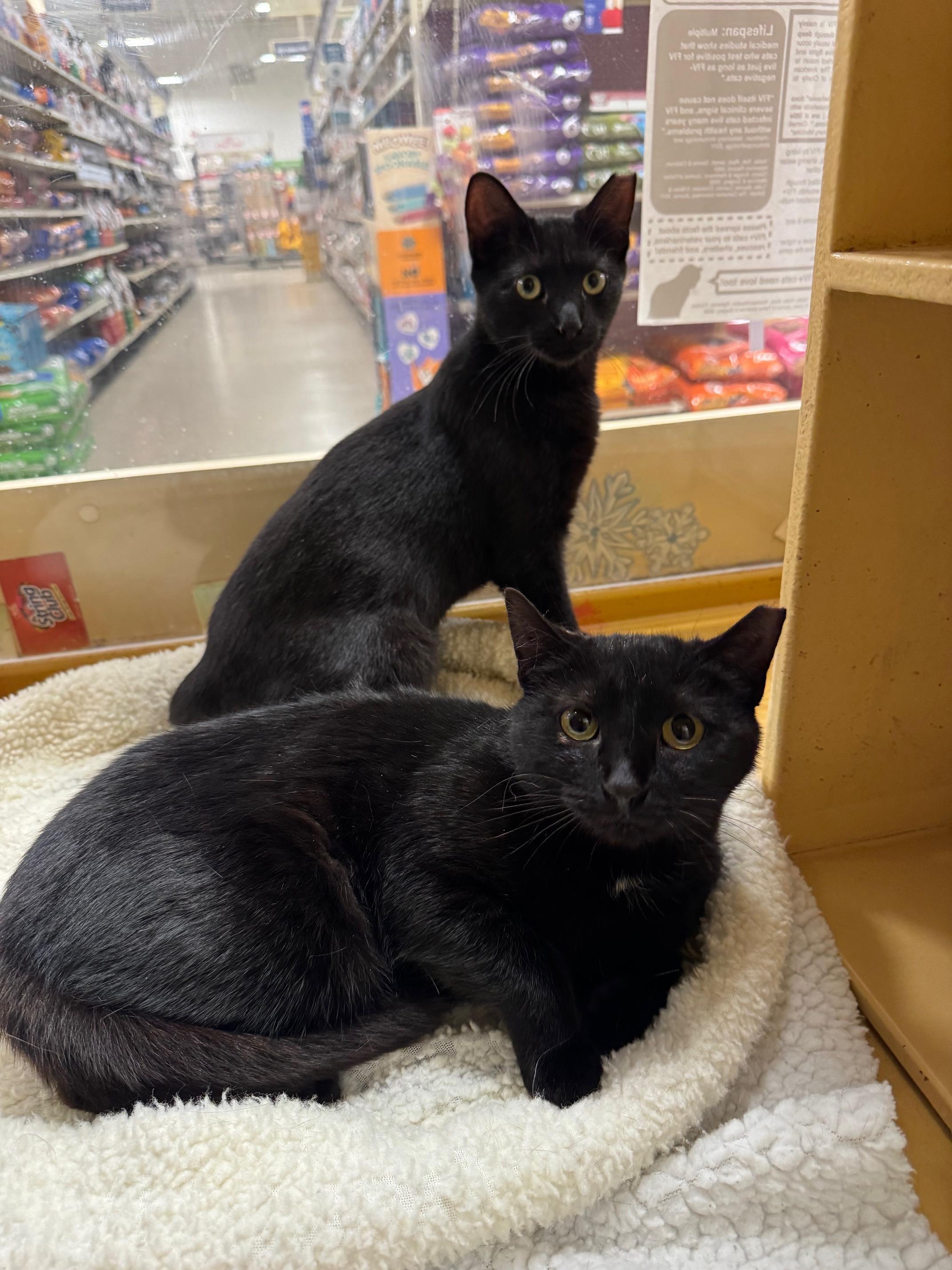 Enlarge Oolong, a ADOPTABLE Domestic Short Hair in Springfield, PA image 2/4