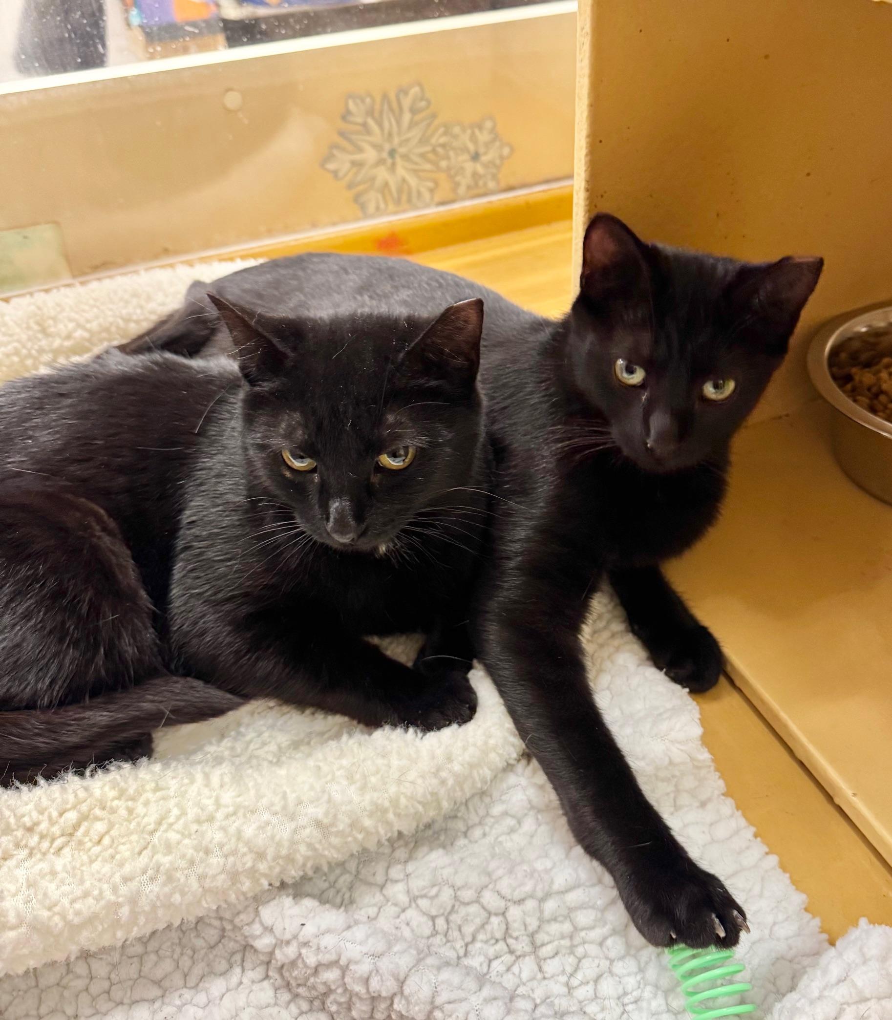 Enlarge Oolong, a ADOPTABLE Domestic Short Hair in Springfield, PA image 3/4