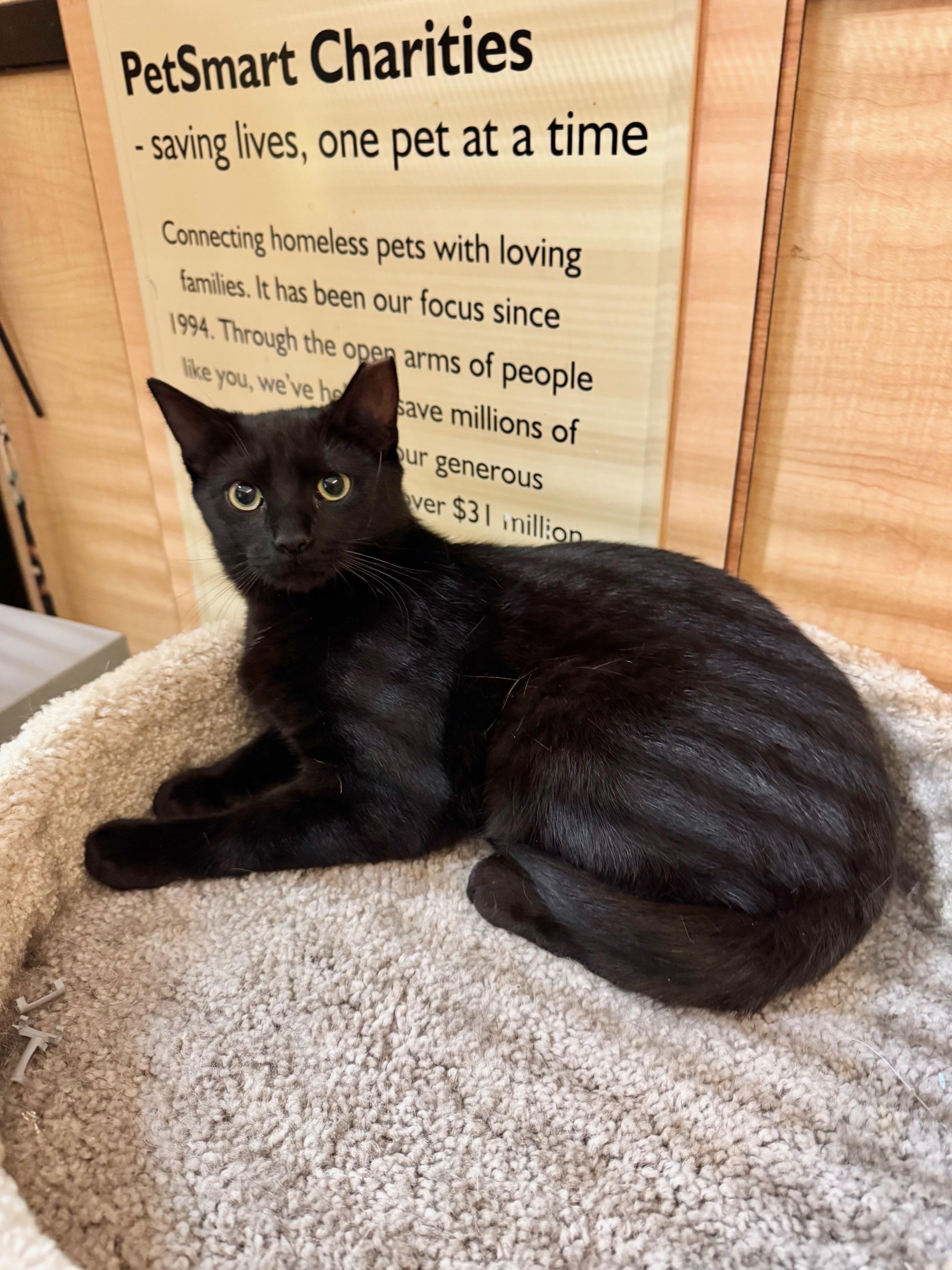 Enlarge Oolong, a ADOPTABLE Domestic Short Hair in Springfield, PA image 4/4