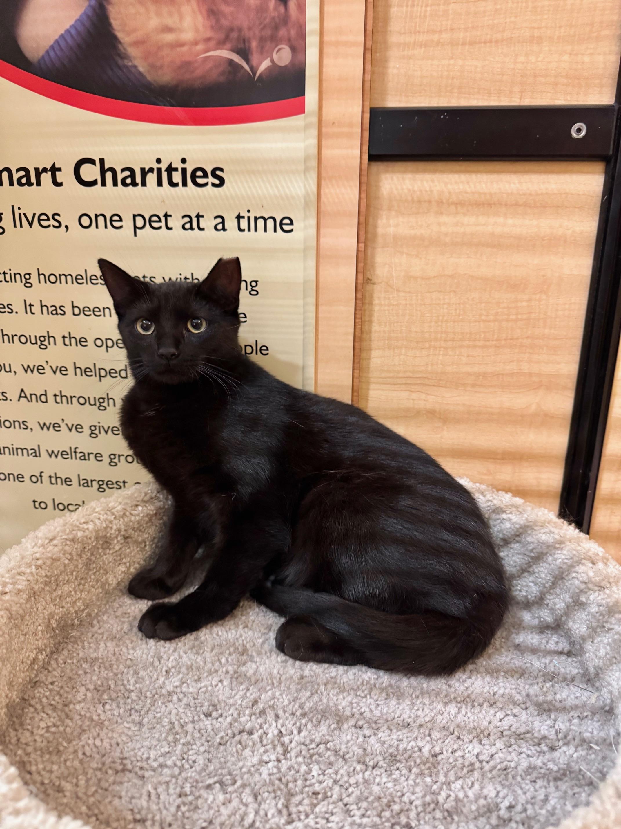 Oolong, ADOPTABLE, Kitten Male Domestic Short Hair.