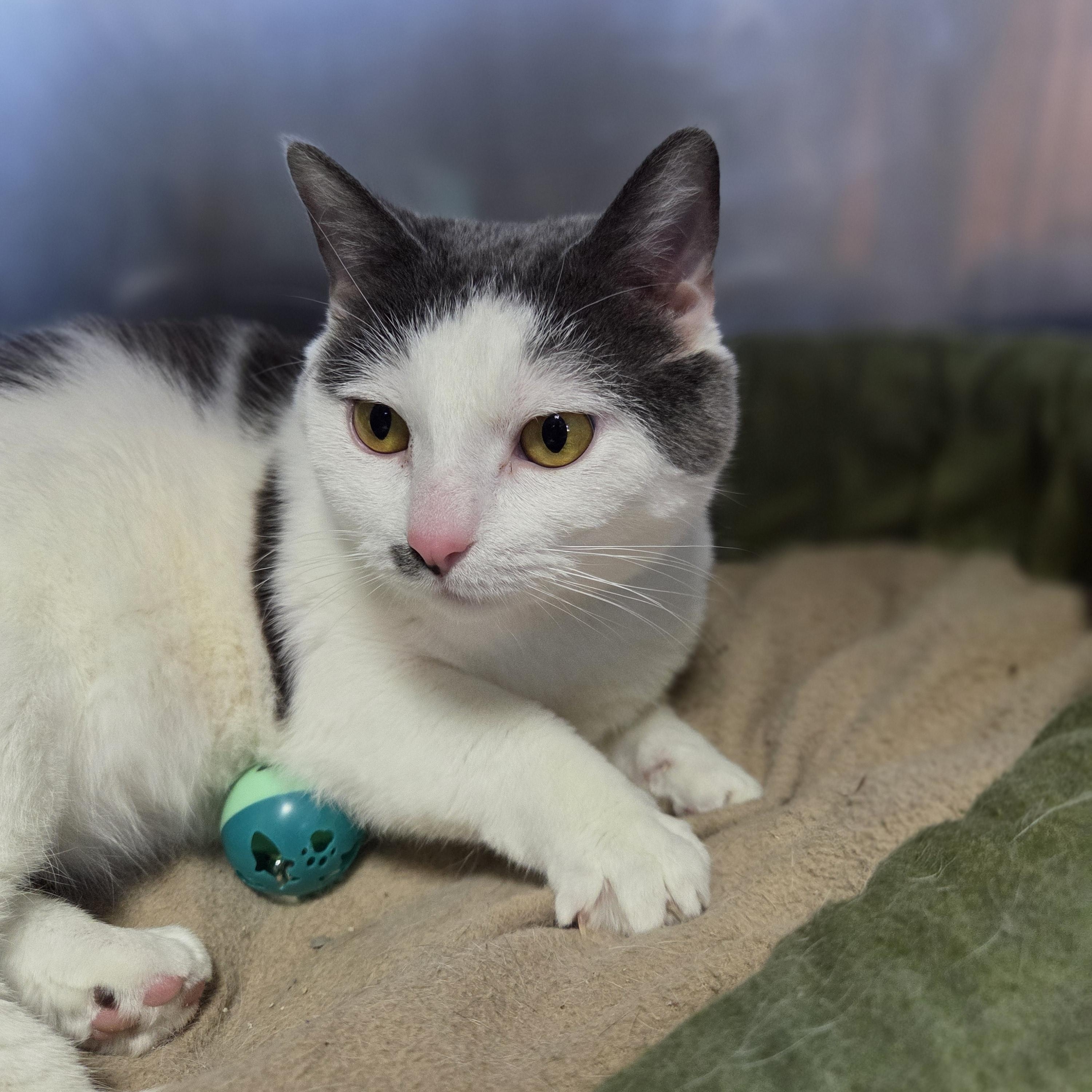 Lilith, ADOPTABLE, Adult Female Domestic Short Hair.