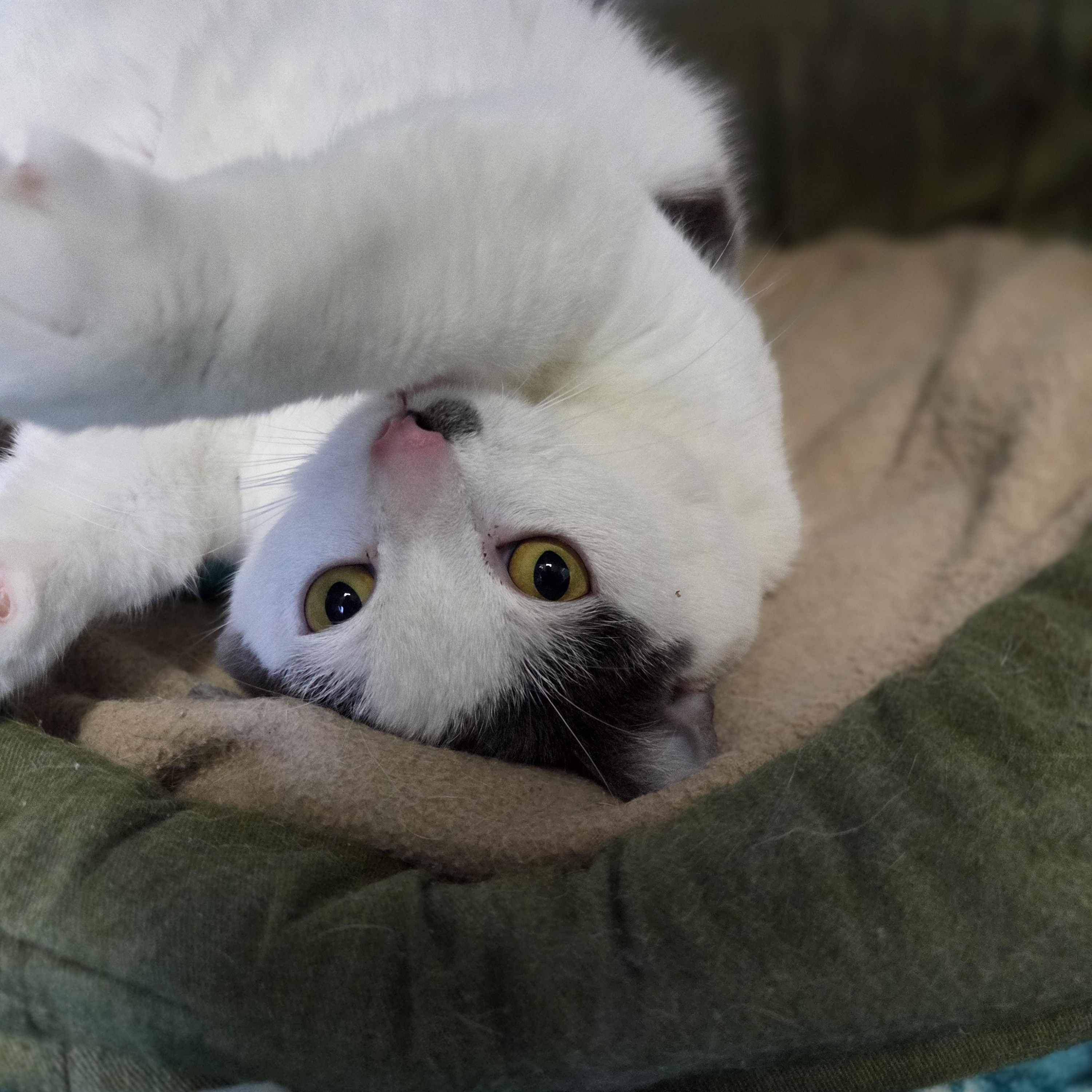 Enlarge Lilith, a ADOPTABLE Domestic Short Hair in Brookings, SD image 3/4